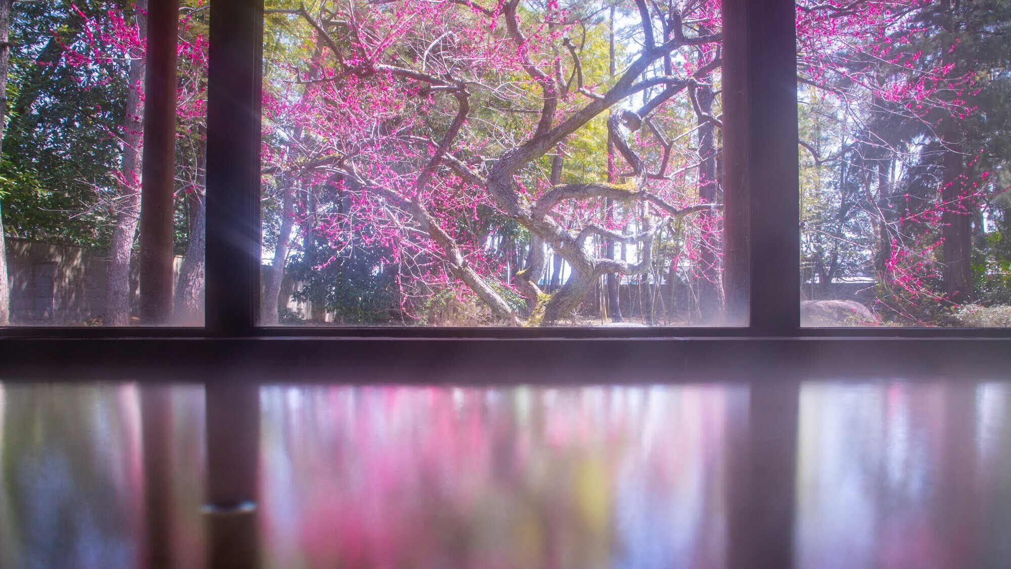 從大型公共浴池可以看到盛開的紅梅花。這是每年只有有限時間才能看到的春日美景。