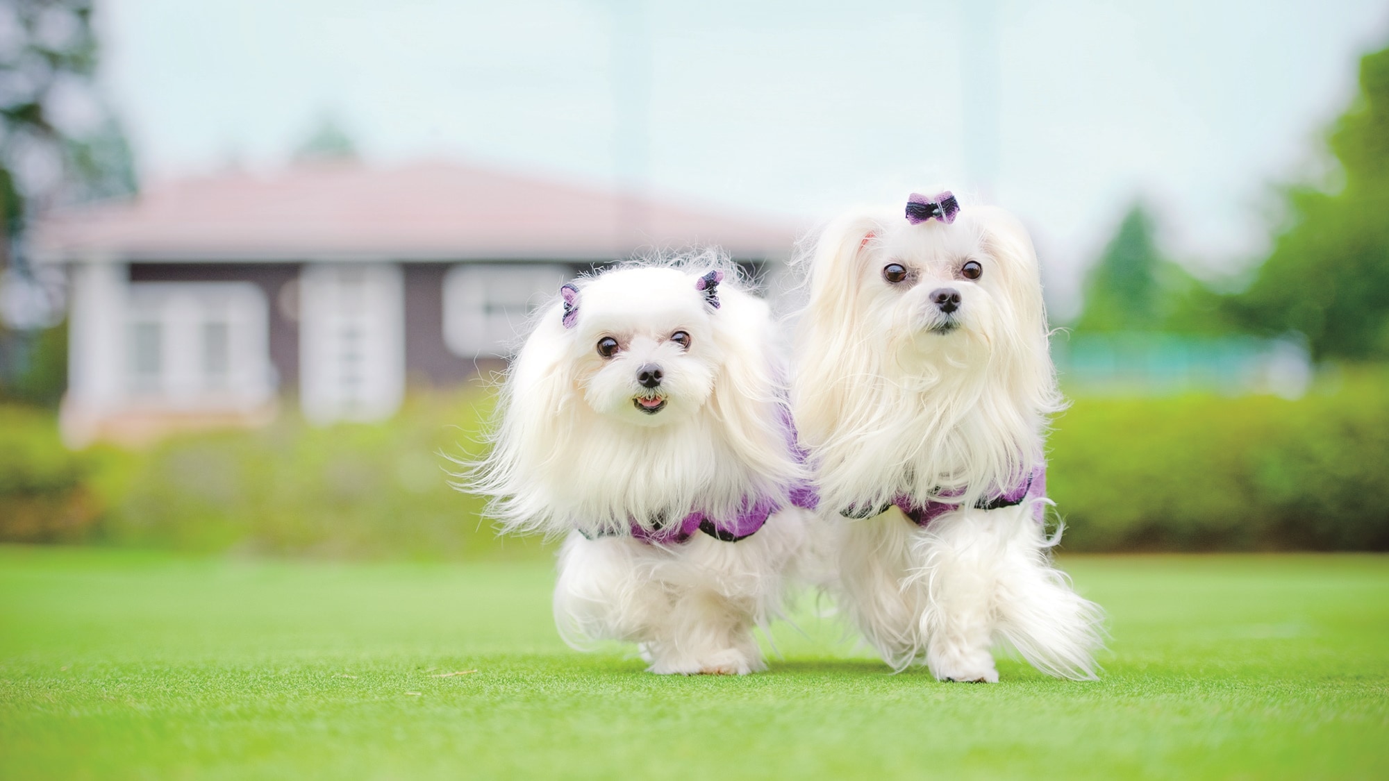Guests with pets are welcome! We have a spacious dog run.