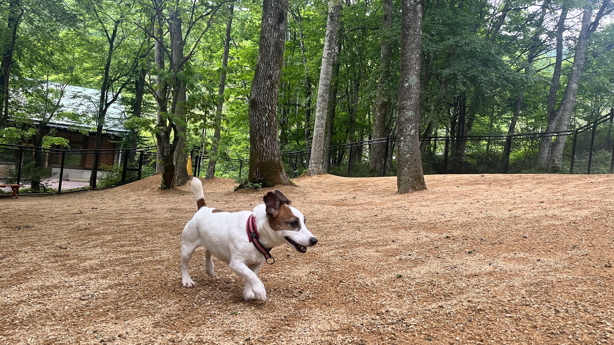 【DOG PARK】