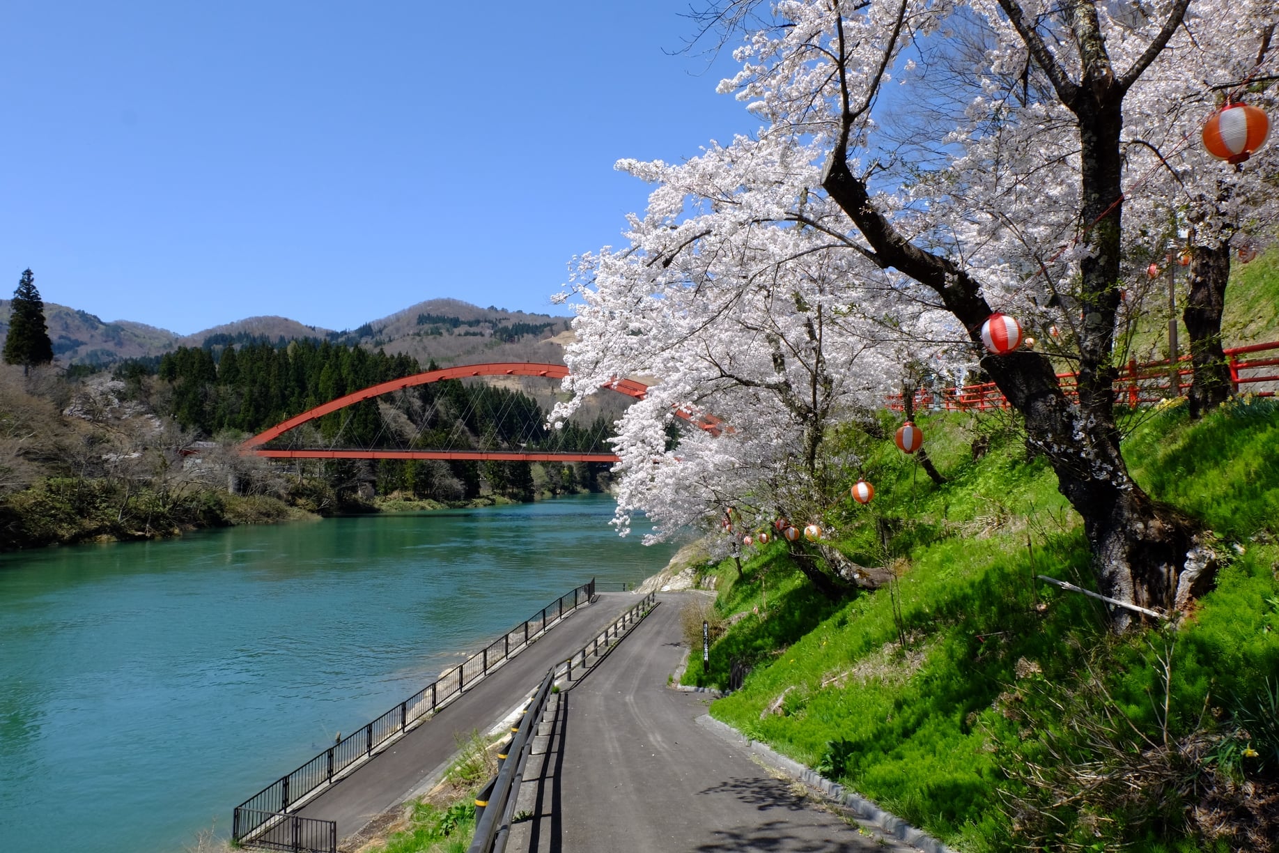 樱花和红桥