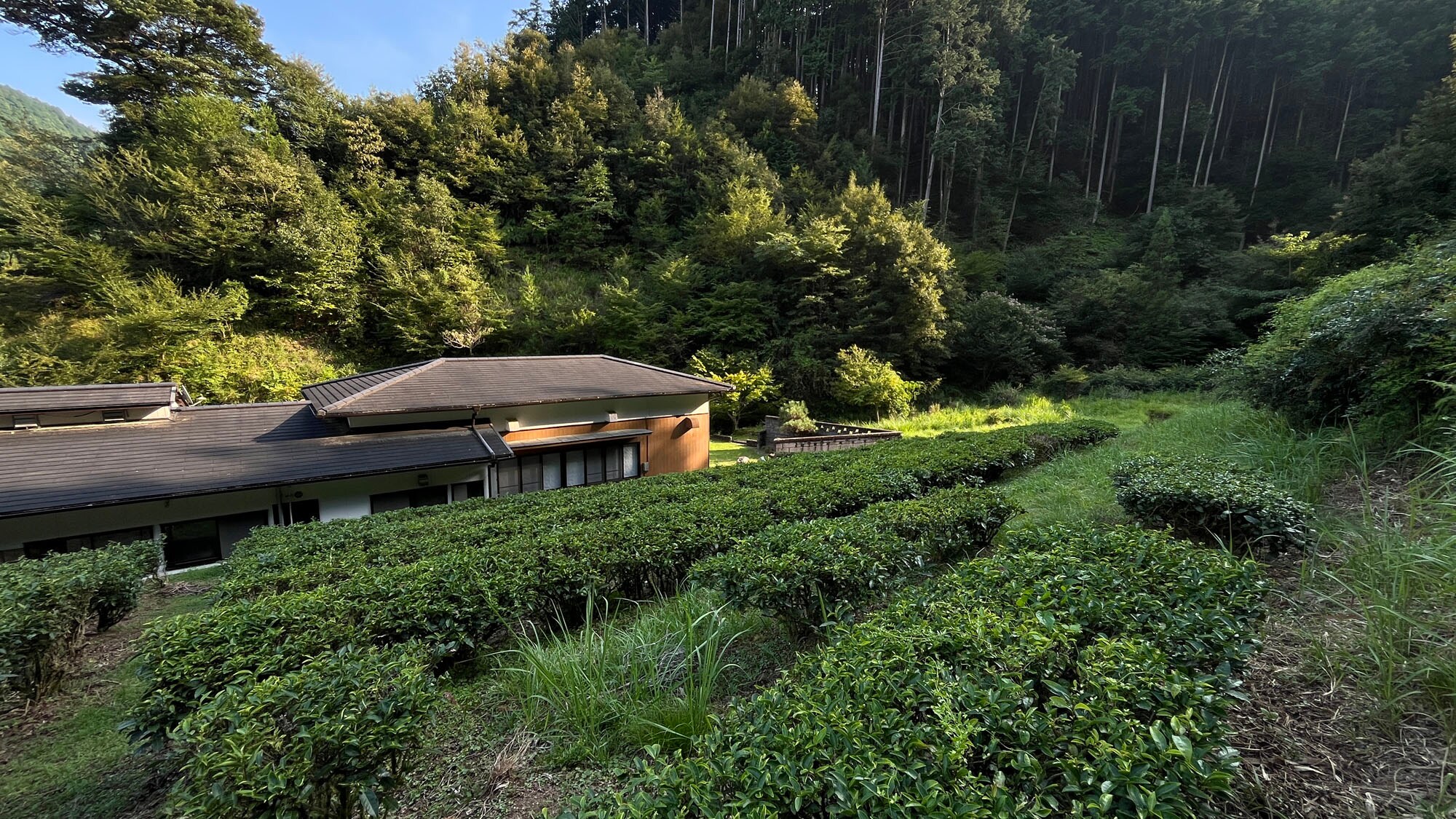 [Ladang teh] Ladang teh milik hotel*