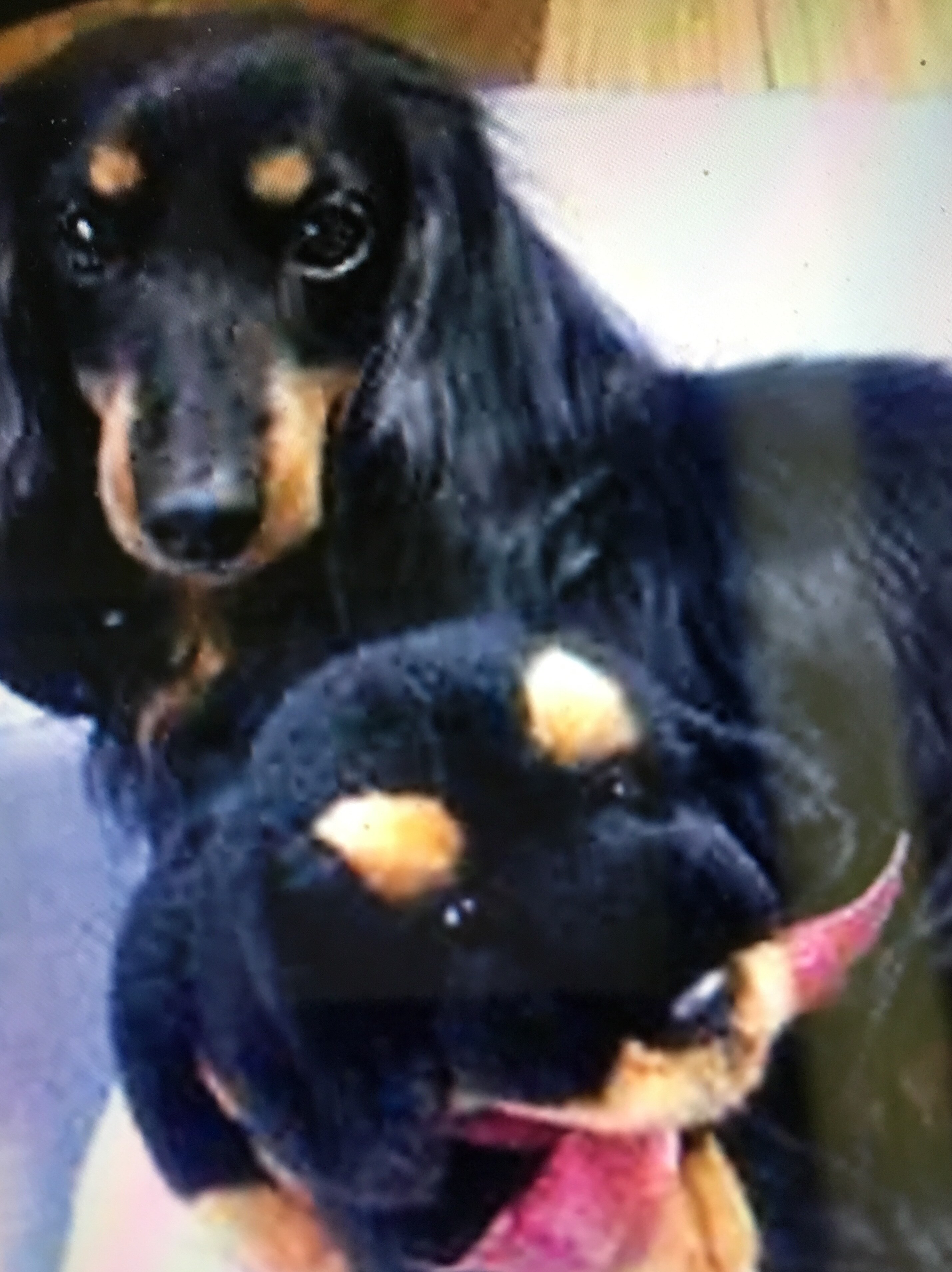 Pet dog 2