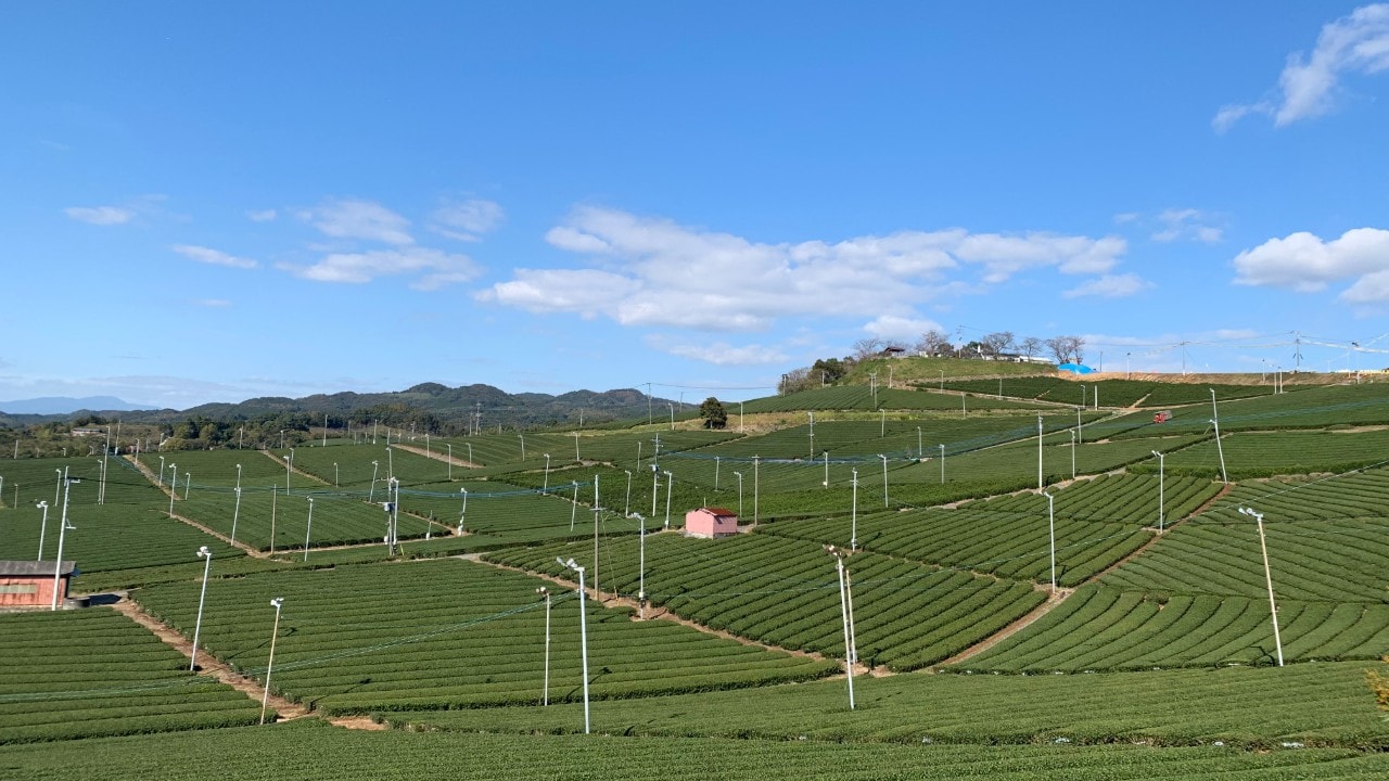 [Tea plantation scenery]