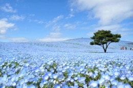 Mùa xuân Nemophila