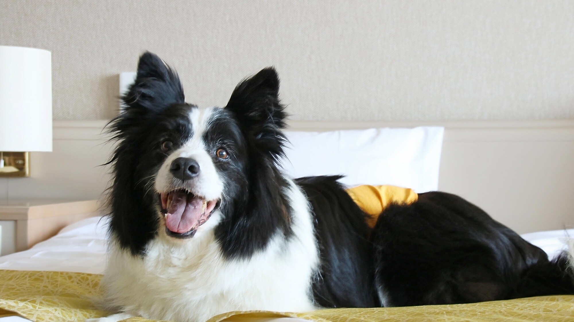 Sleeping with your pet dog is OK