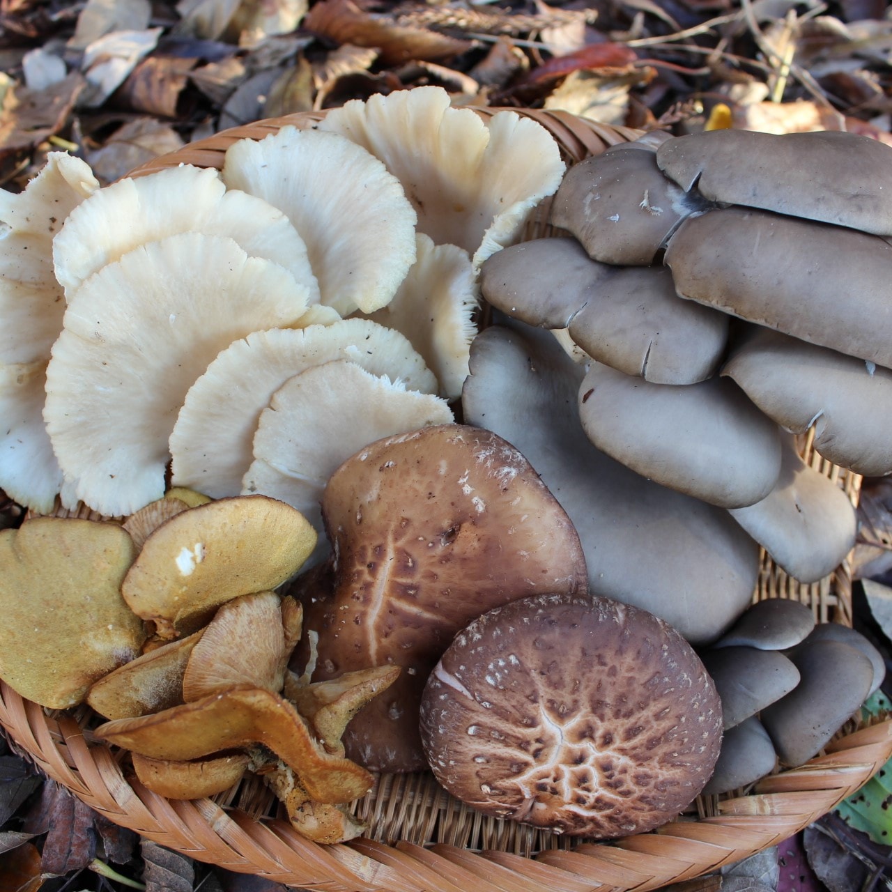 Wild mushrooms
