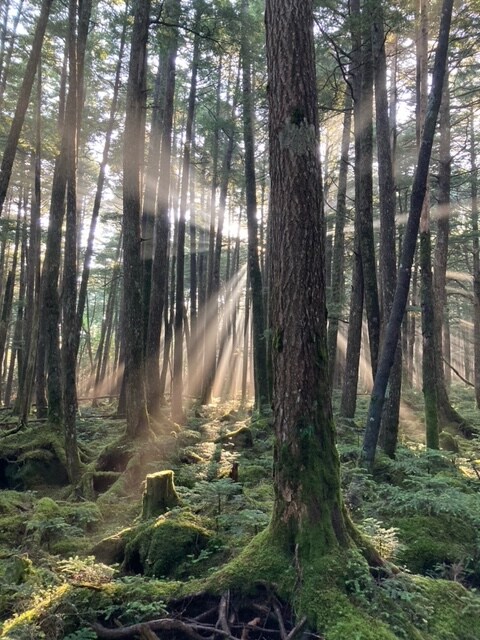 Moss Forest Early Morning 2