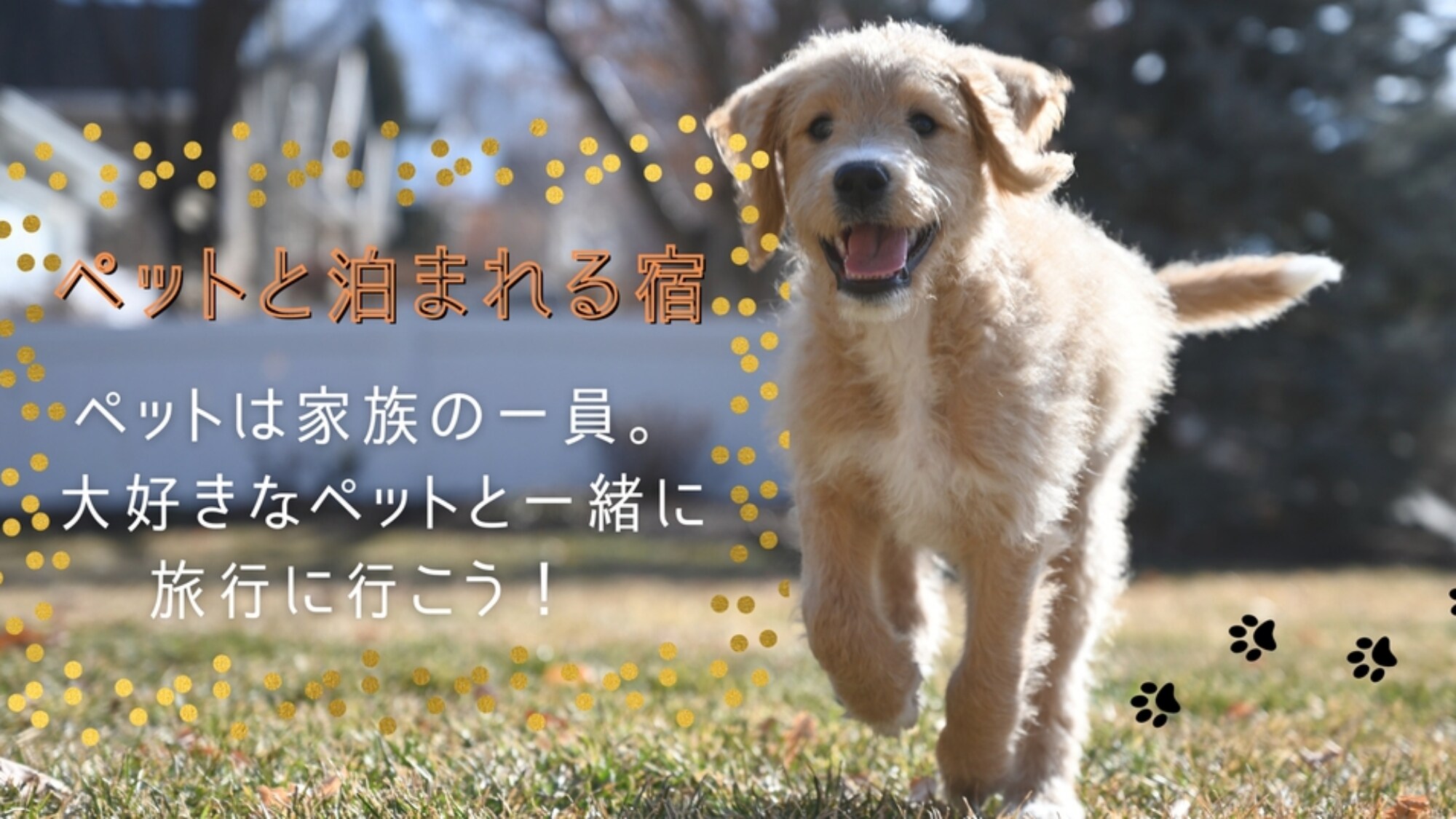 您可以留下您的狗并过夜的住宿