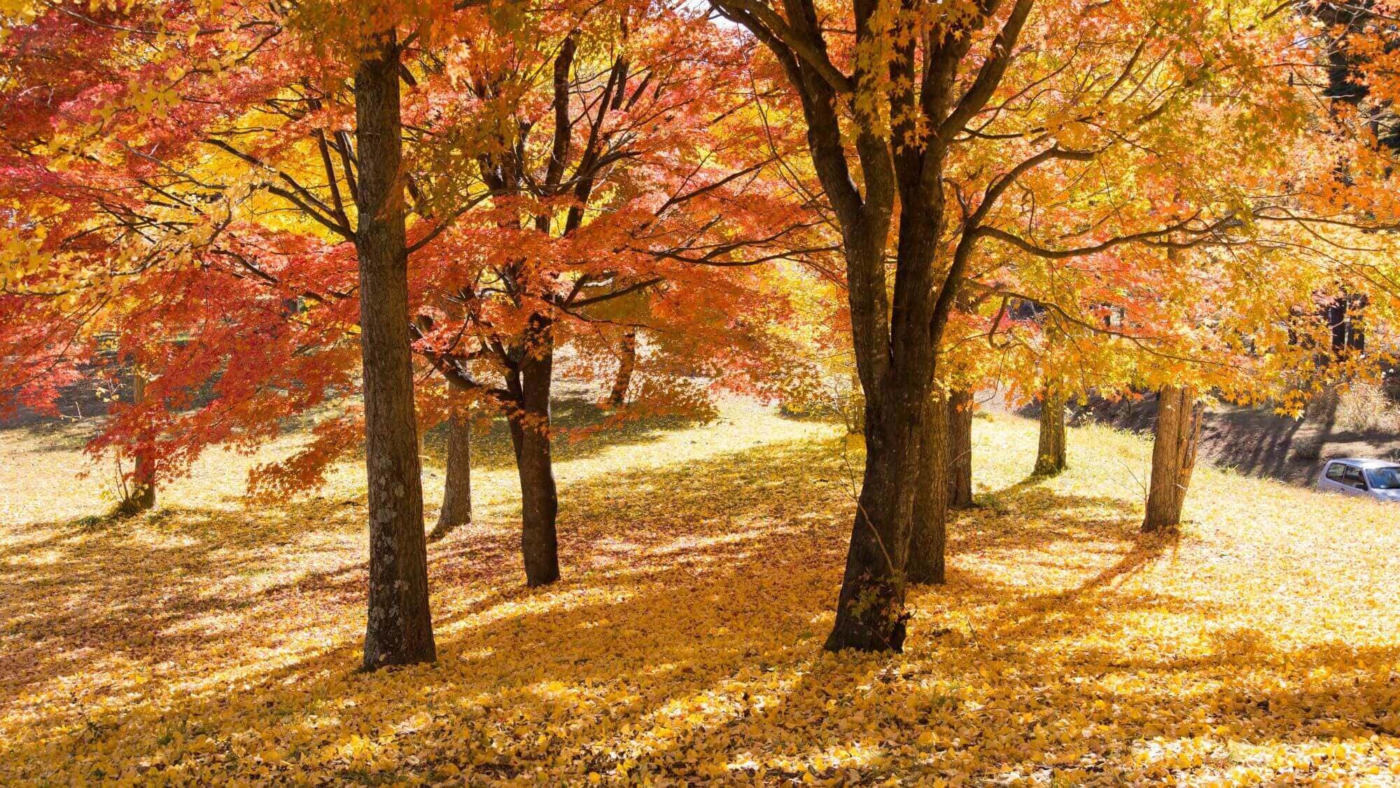 [八岳地區的紅葉]富士見高原度假村