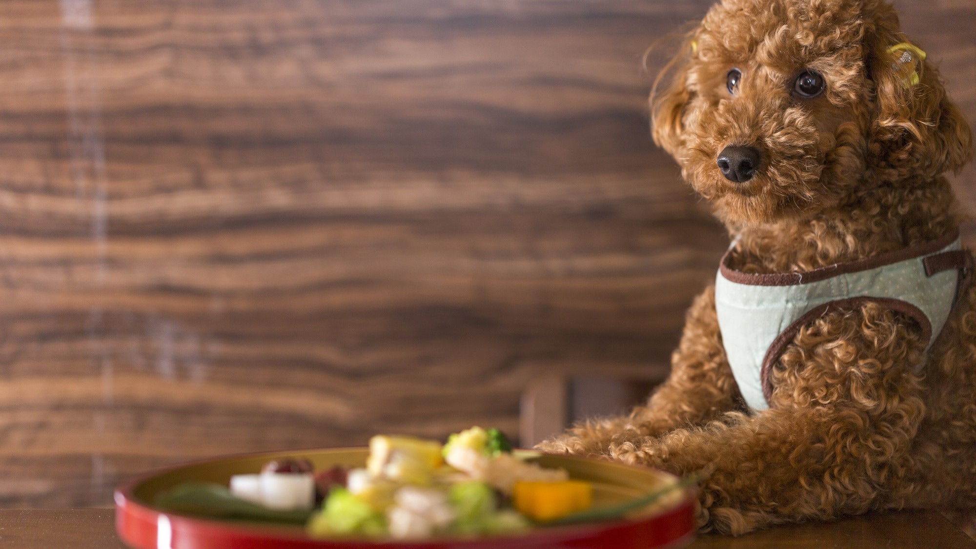 Dog image