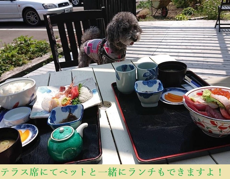 Pet terrace