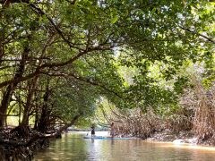 Mangrove Sap