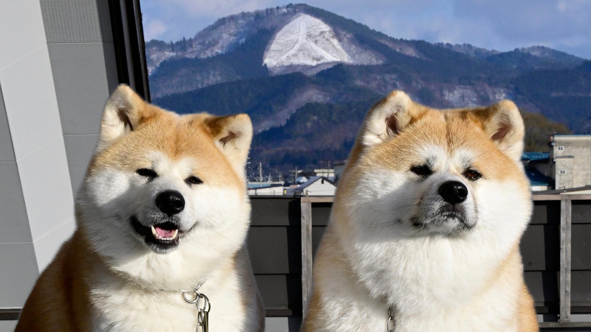 *【秋田犬/招牌犬】春酱和花酱会热情欢迎您的到来♪
