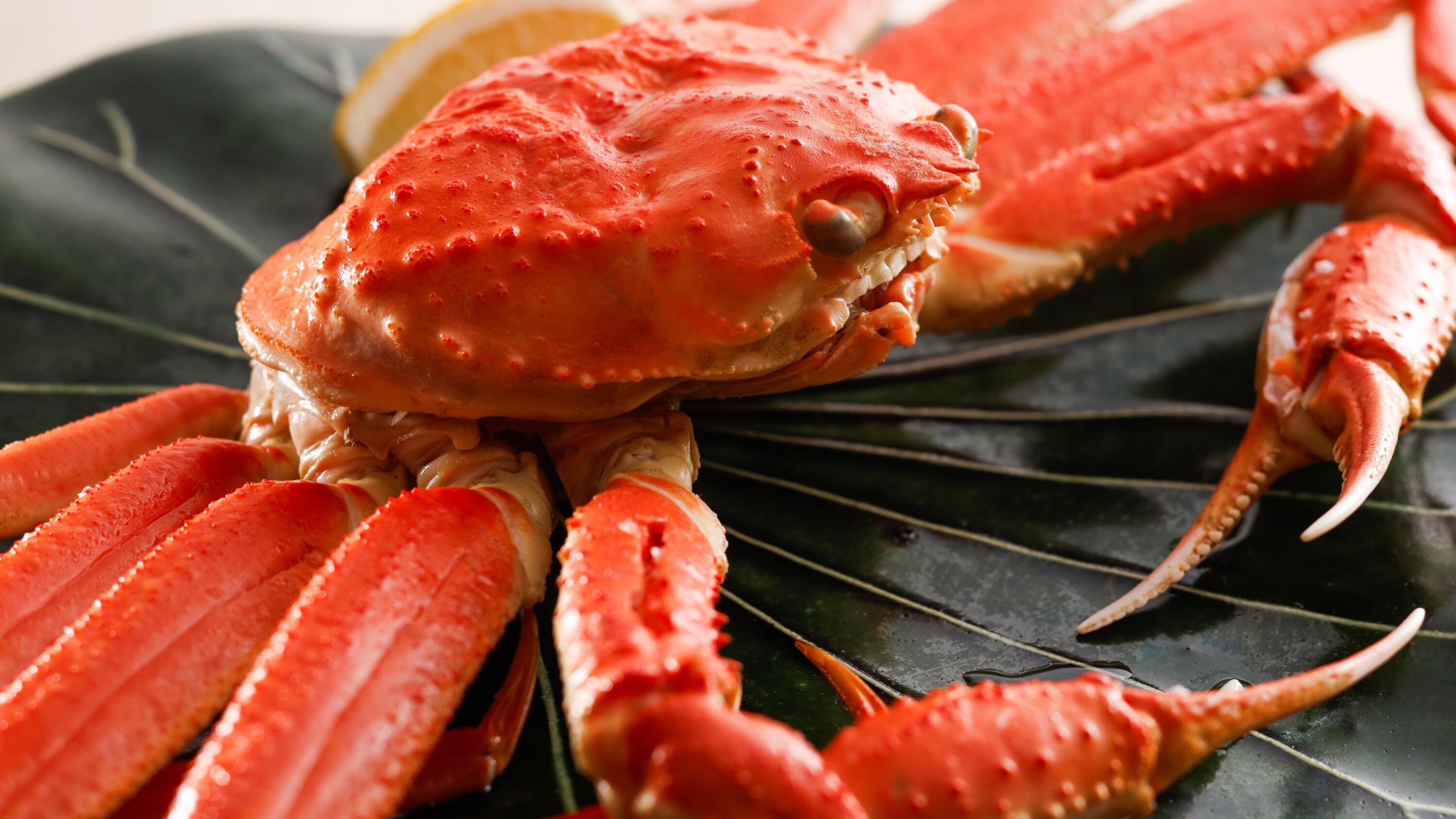 [Snow crab kaiseki] One boiled crab