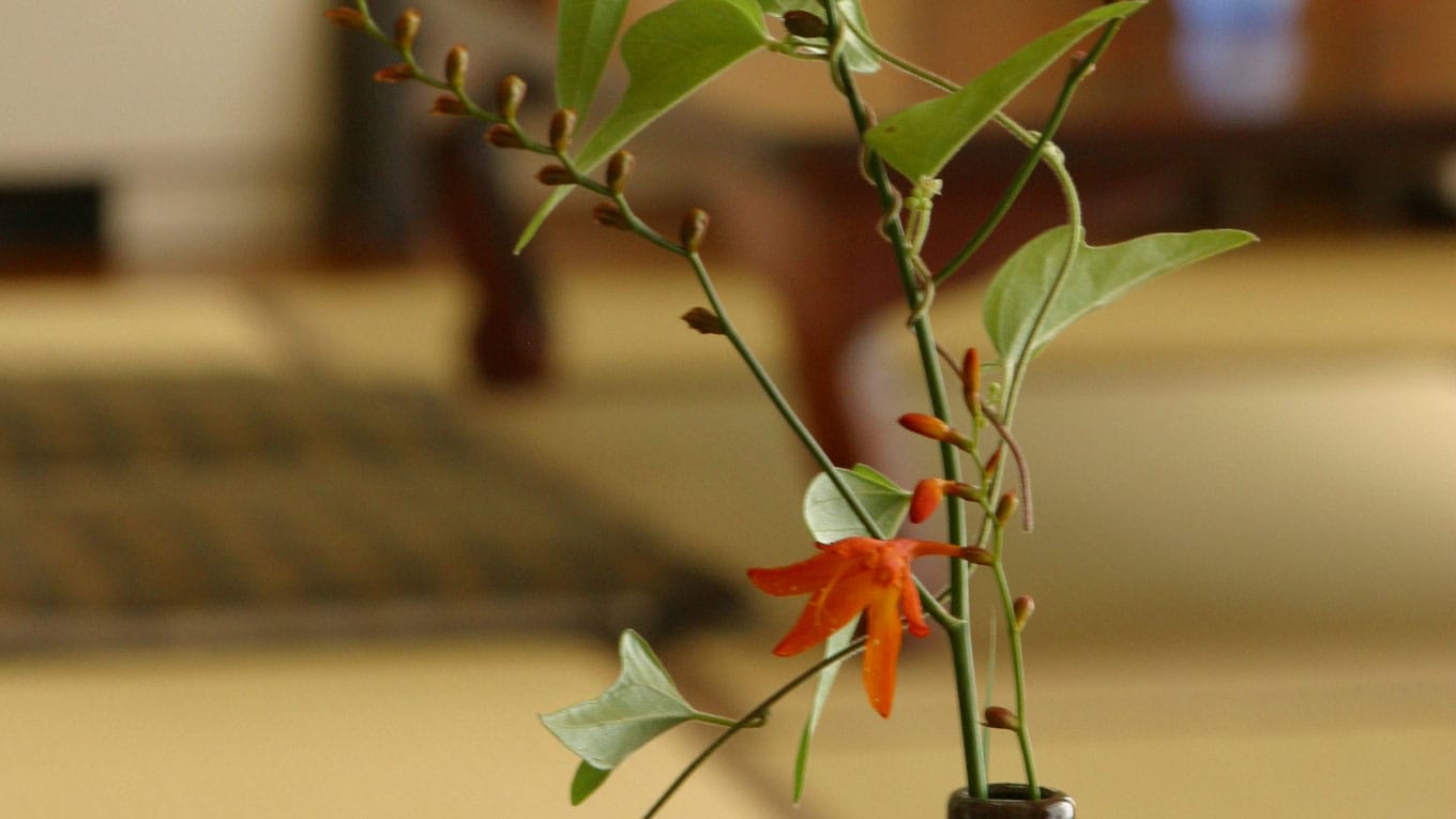 We also pay special attention to the interior design of the rooms.