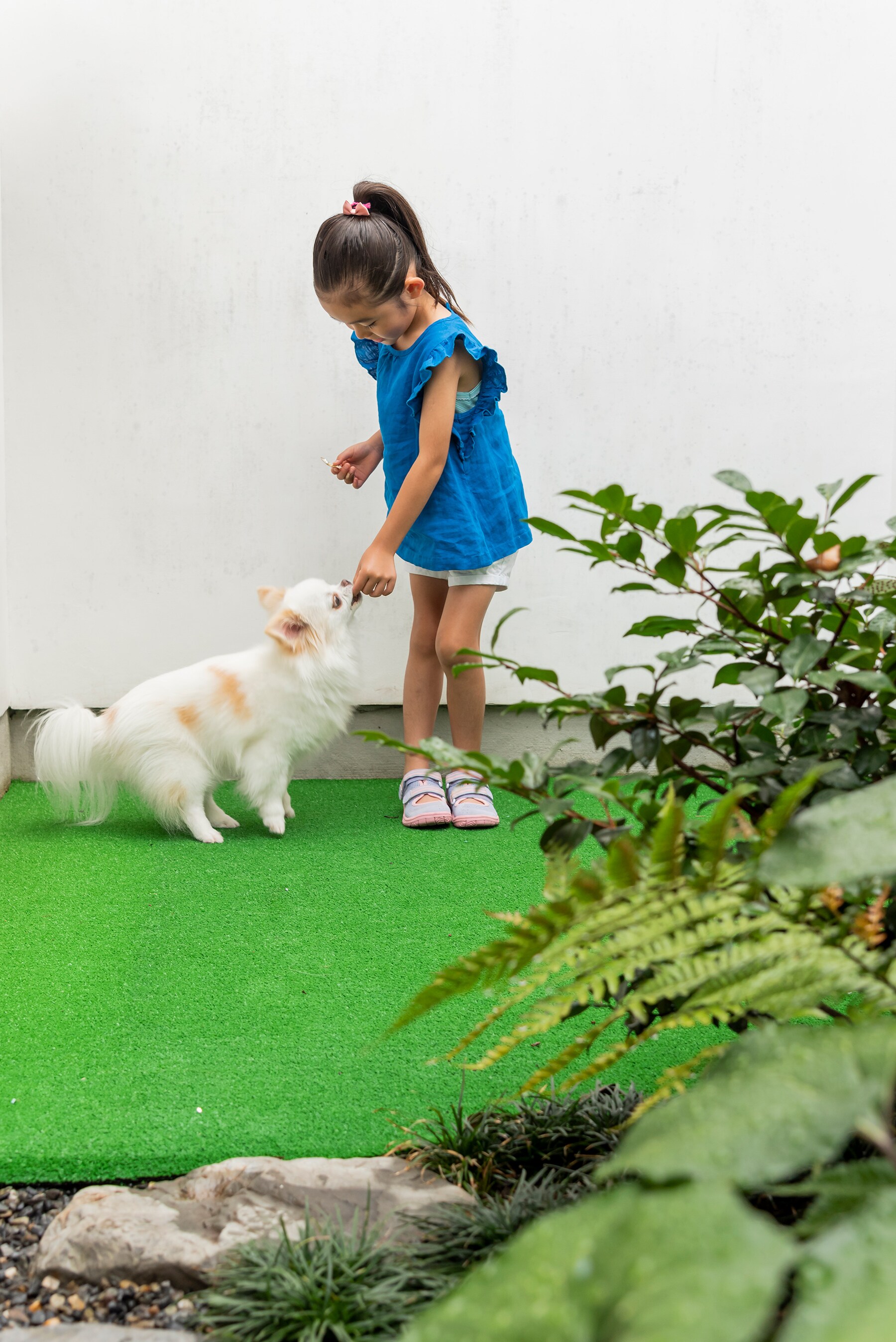 Dog Terrace