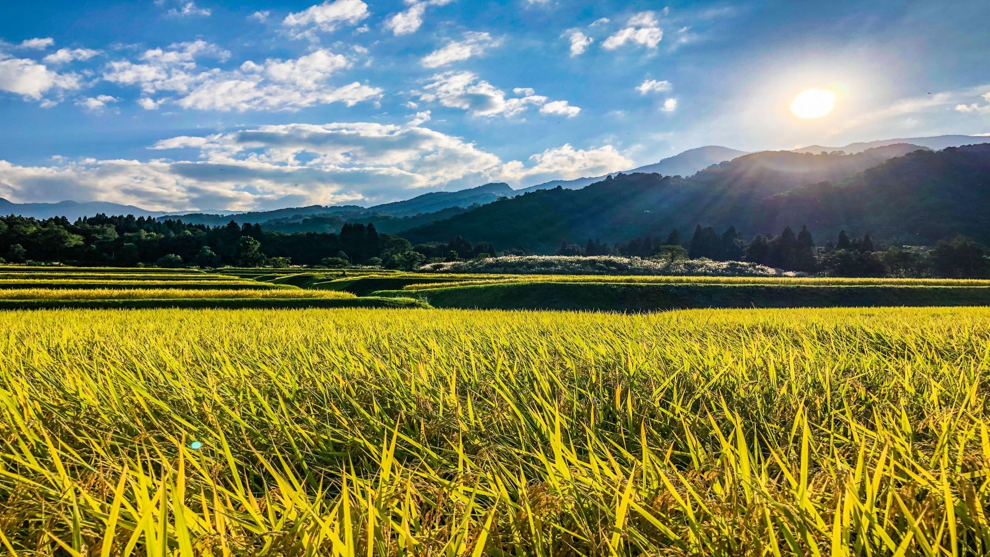 稻田、田園風光