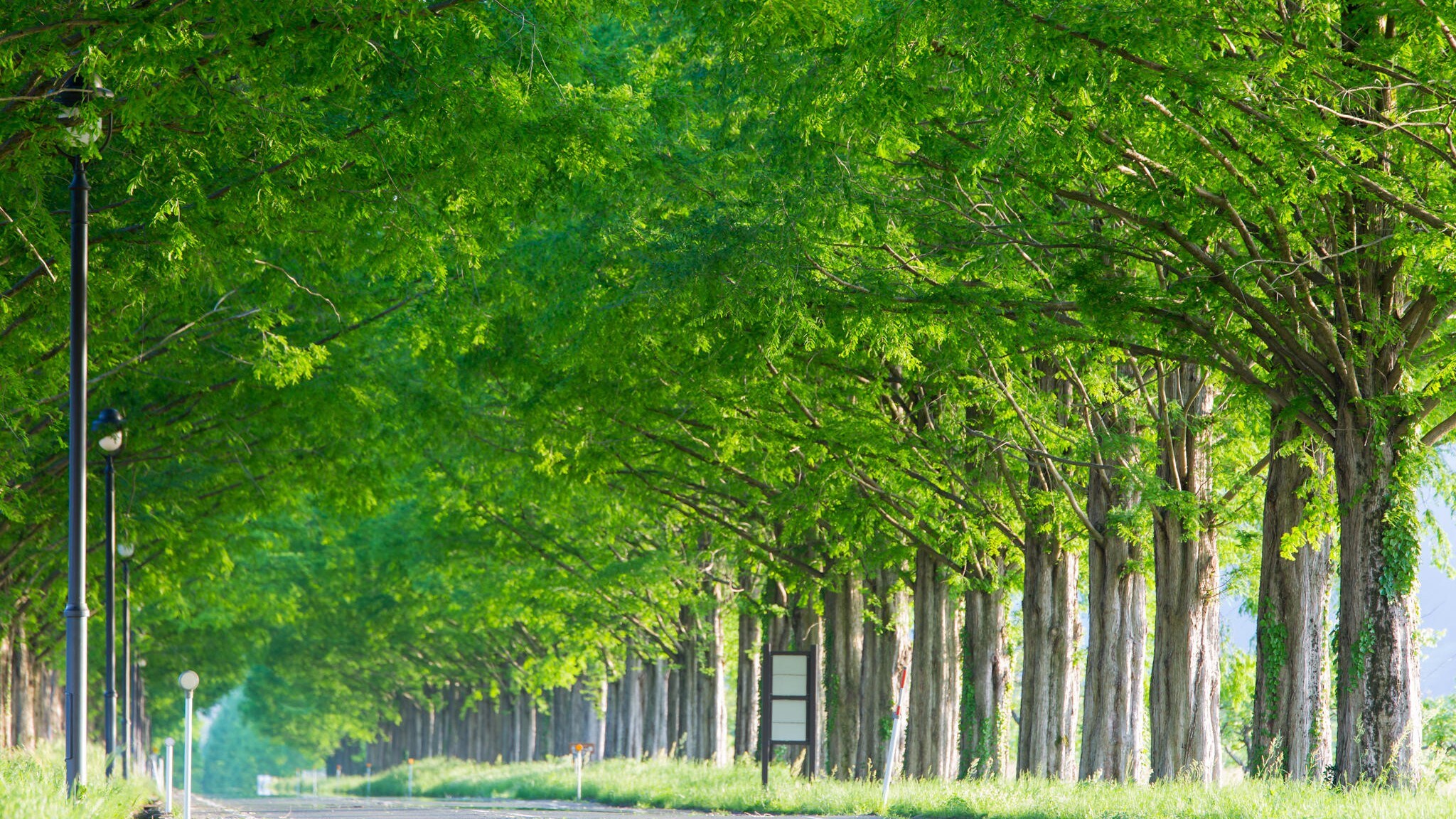 A row of Metasequoia trees