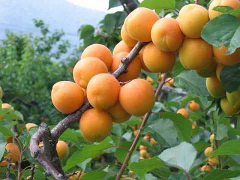 Nagano Prefecture has the largest share of the national market for apricots