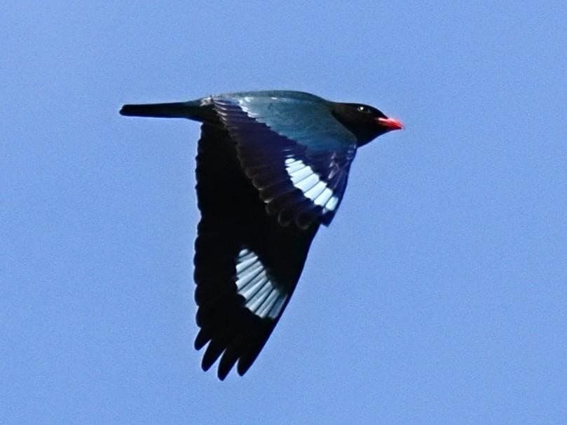 P5050714 編集後　ブッポ.jpg