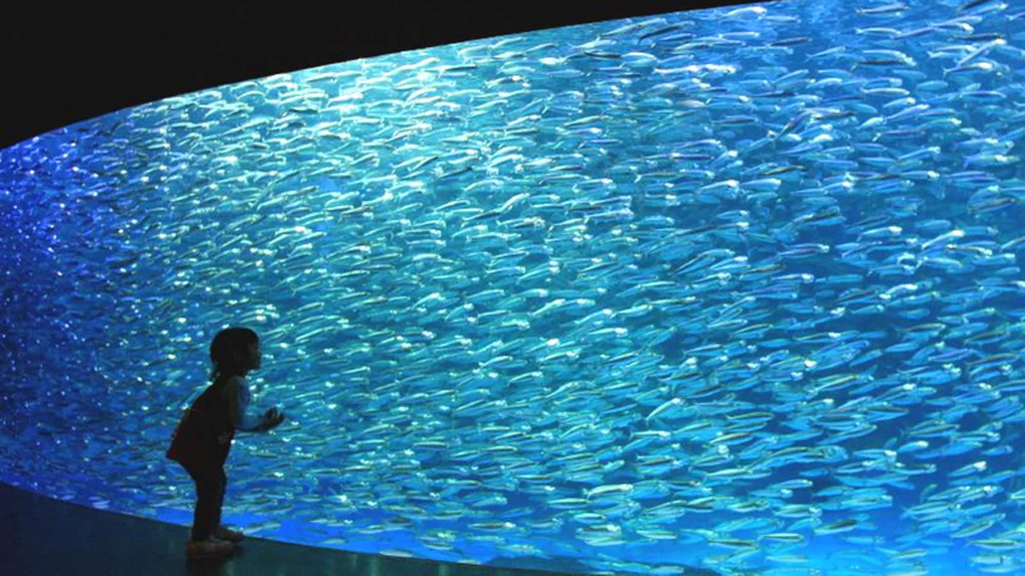 ■ [海洋公園] 銀河坦克中，約10,000條沙丁魚的大群閃閃發光♪
