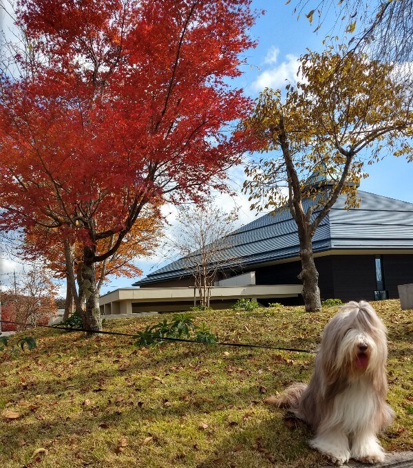 Photo Autumn 2