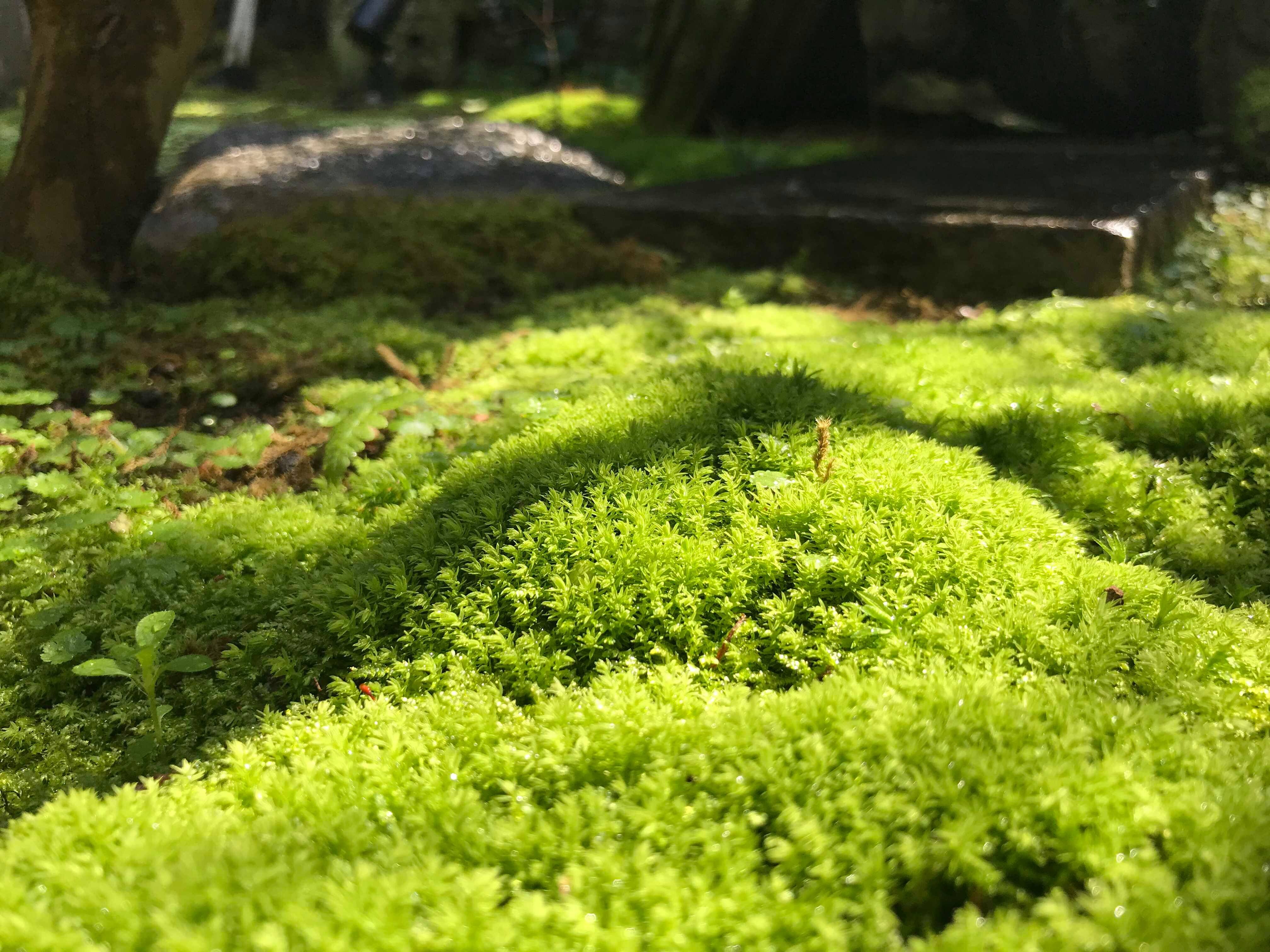 [苔藓花园] 大国川附近