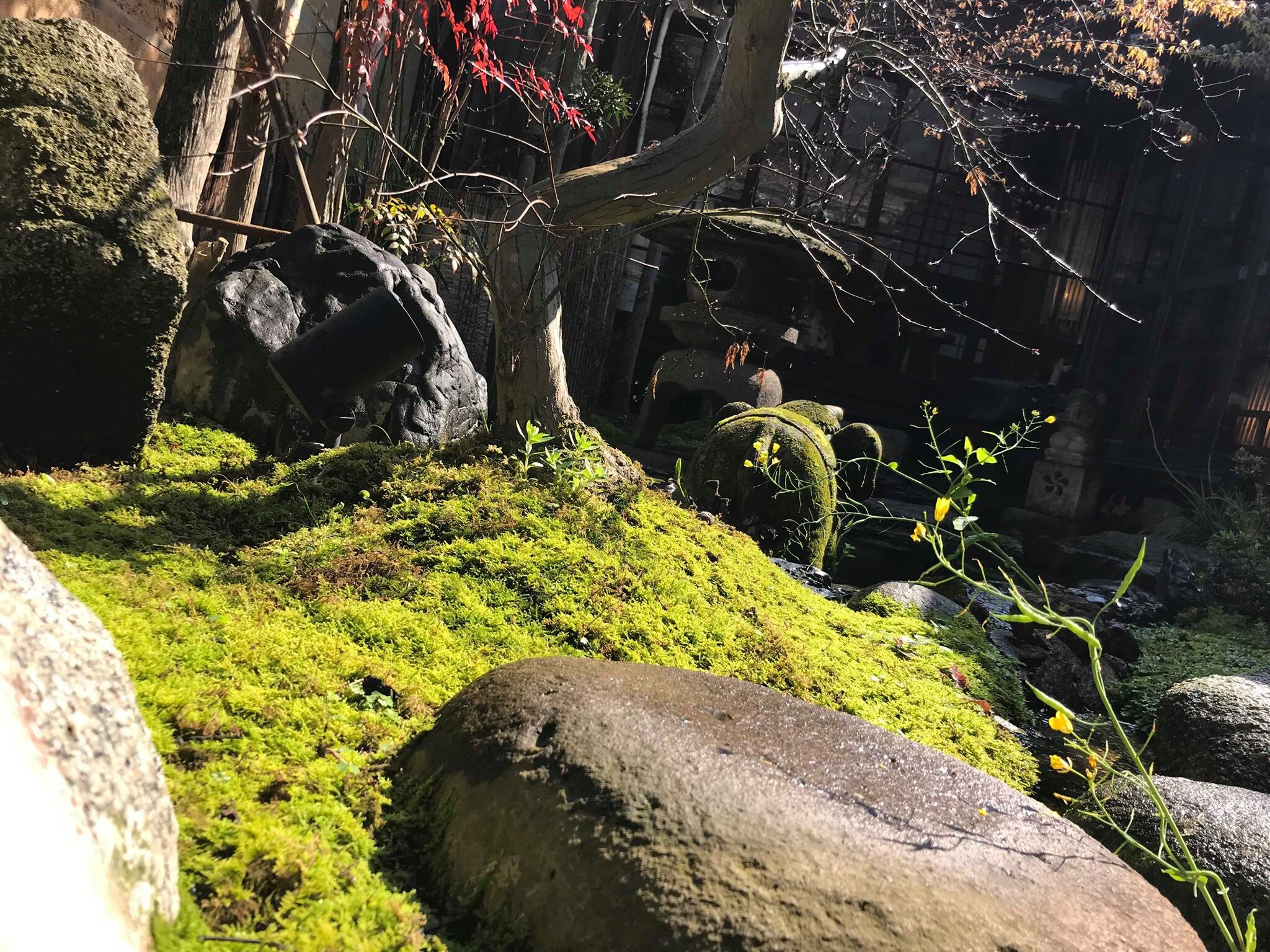 【苔园】庭院池塘附近