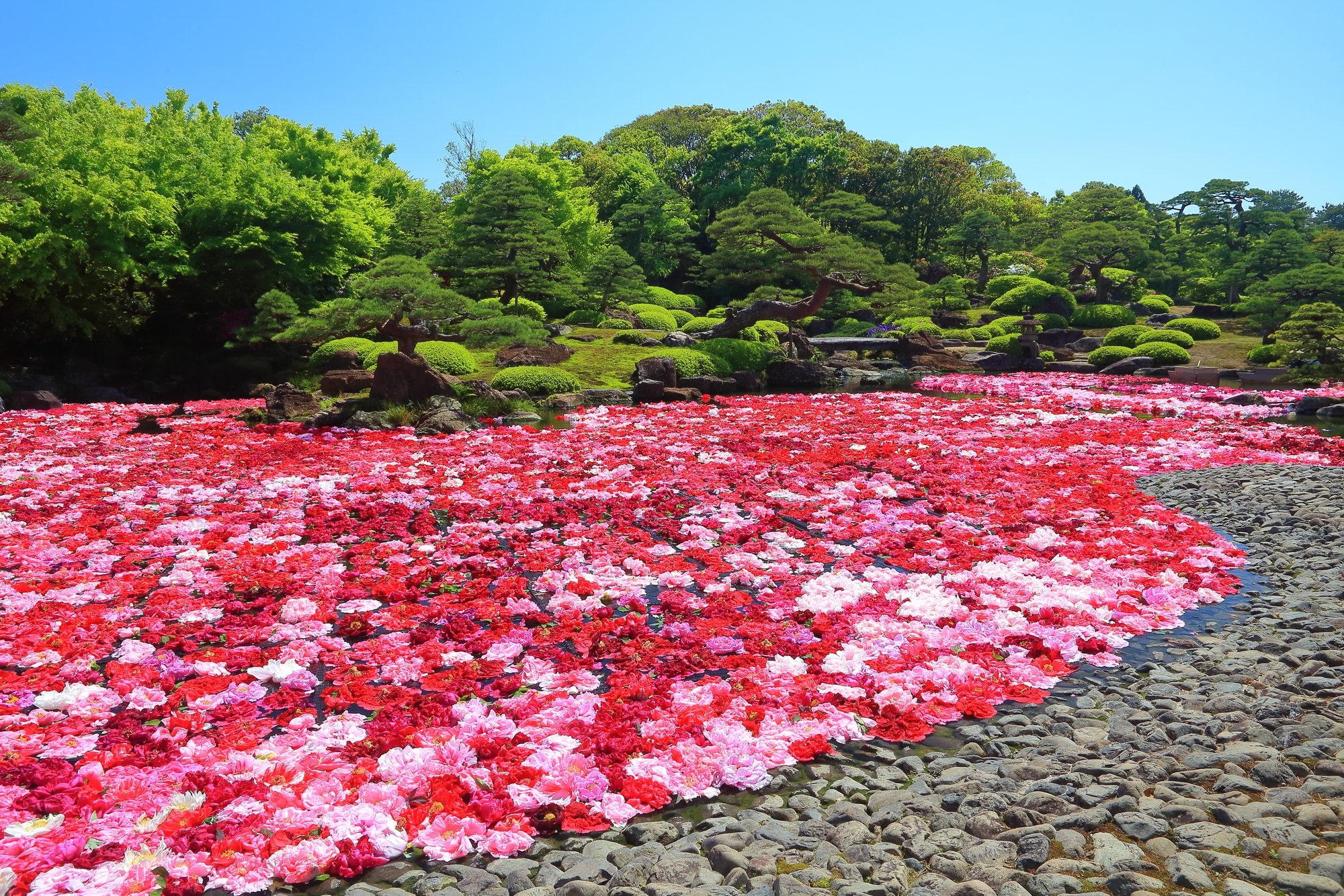 Yuushien Pond Peony