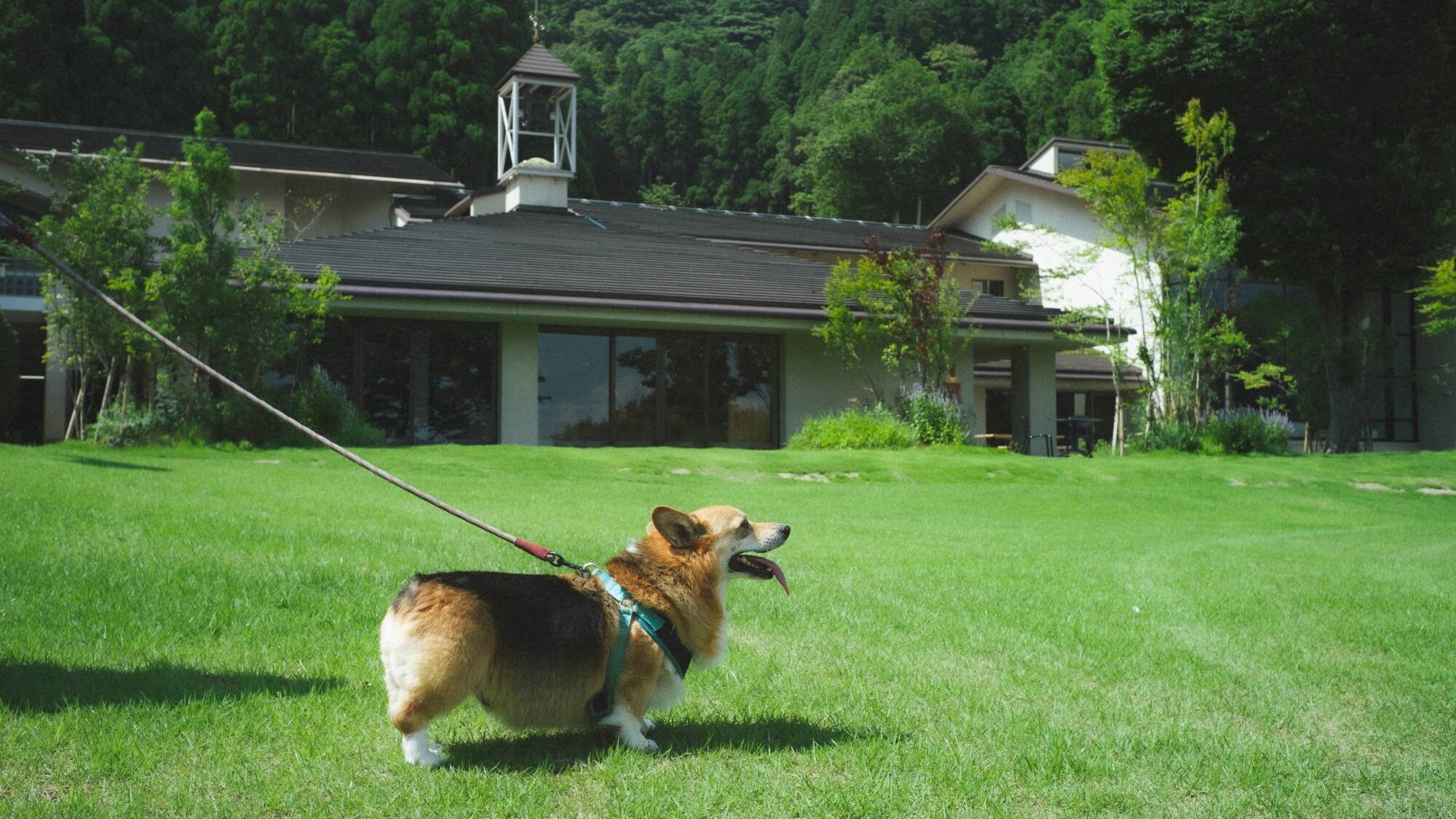 Walking with my dog