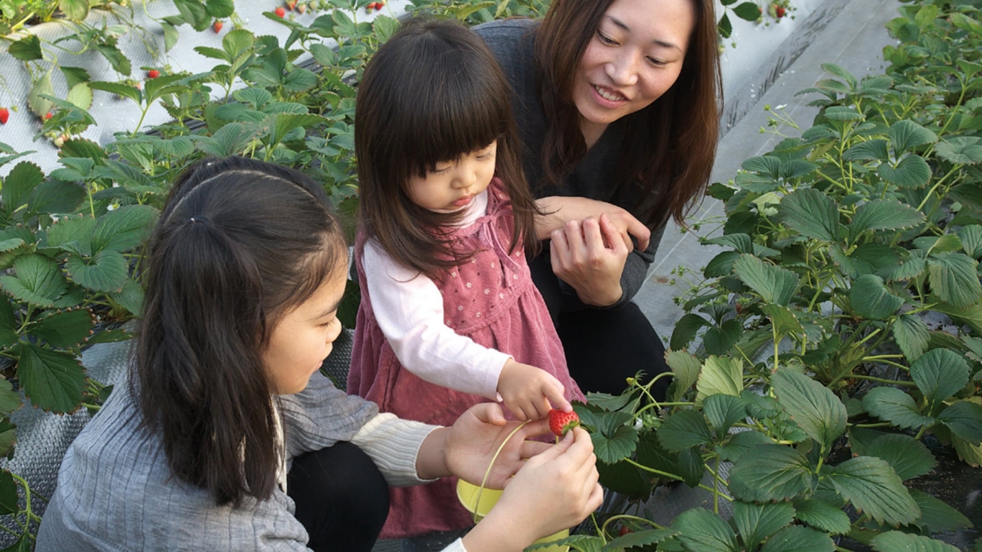 Kaga Fruit Land: Dâu tây và táo! việt quất! Bạn có thể hái trái cây