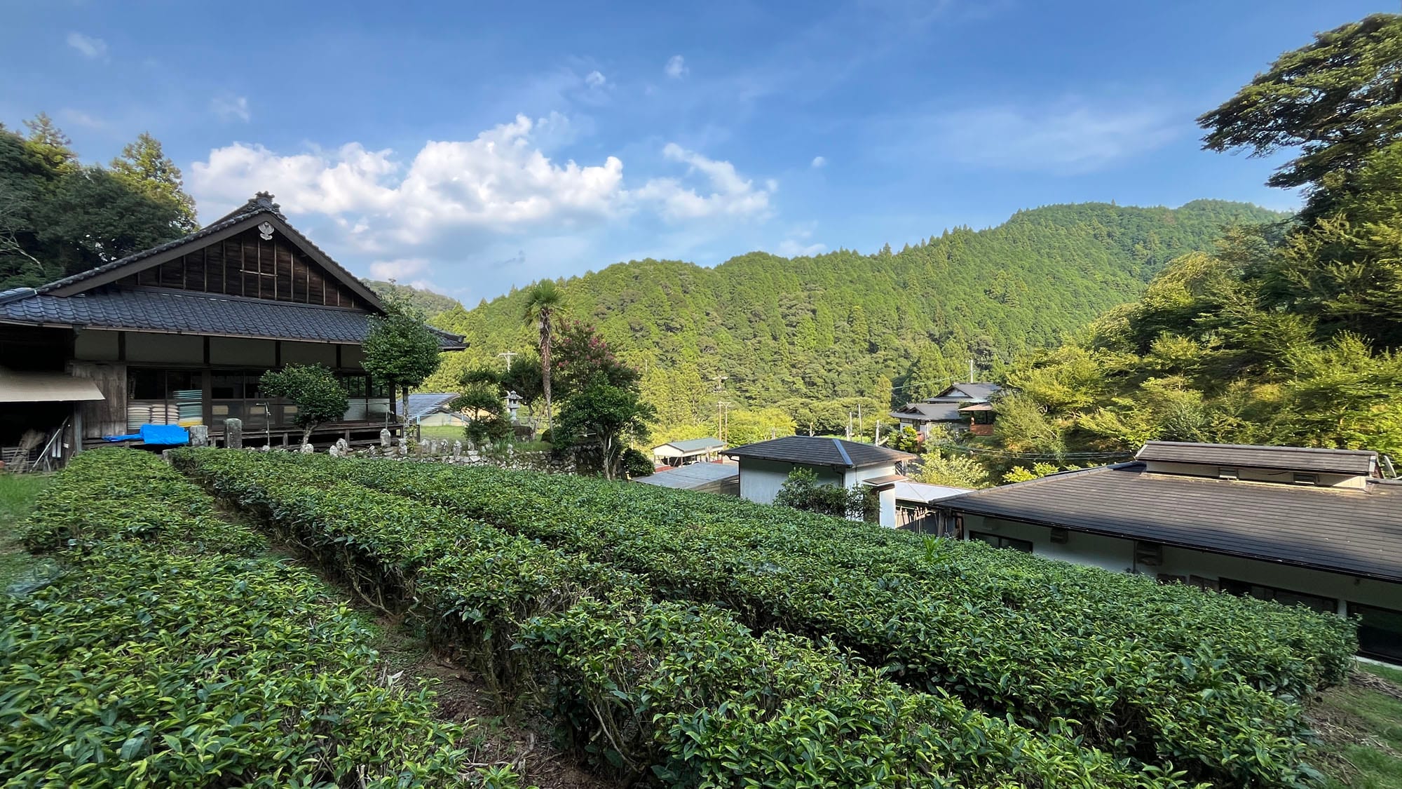 [Ladang teh] Ladang teh milik hotel*