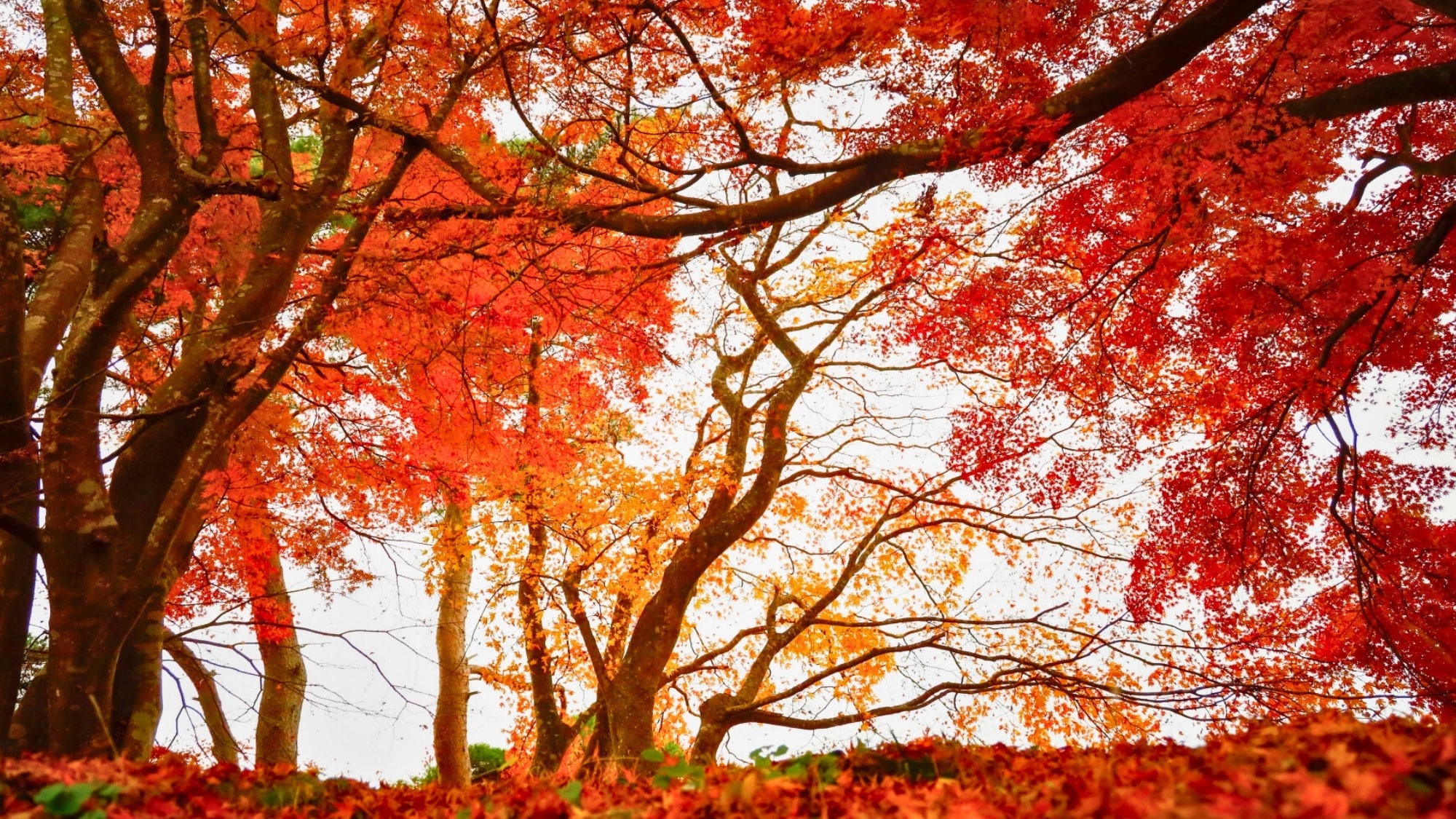 In autumn, Otakamori is a pleasant place to stroll along the approach to the shrine, surrounded by colorful trees.