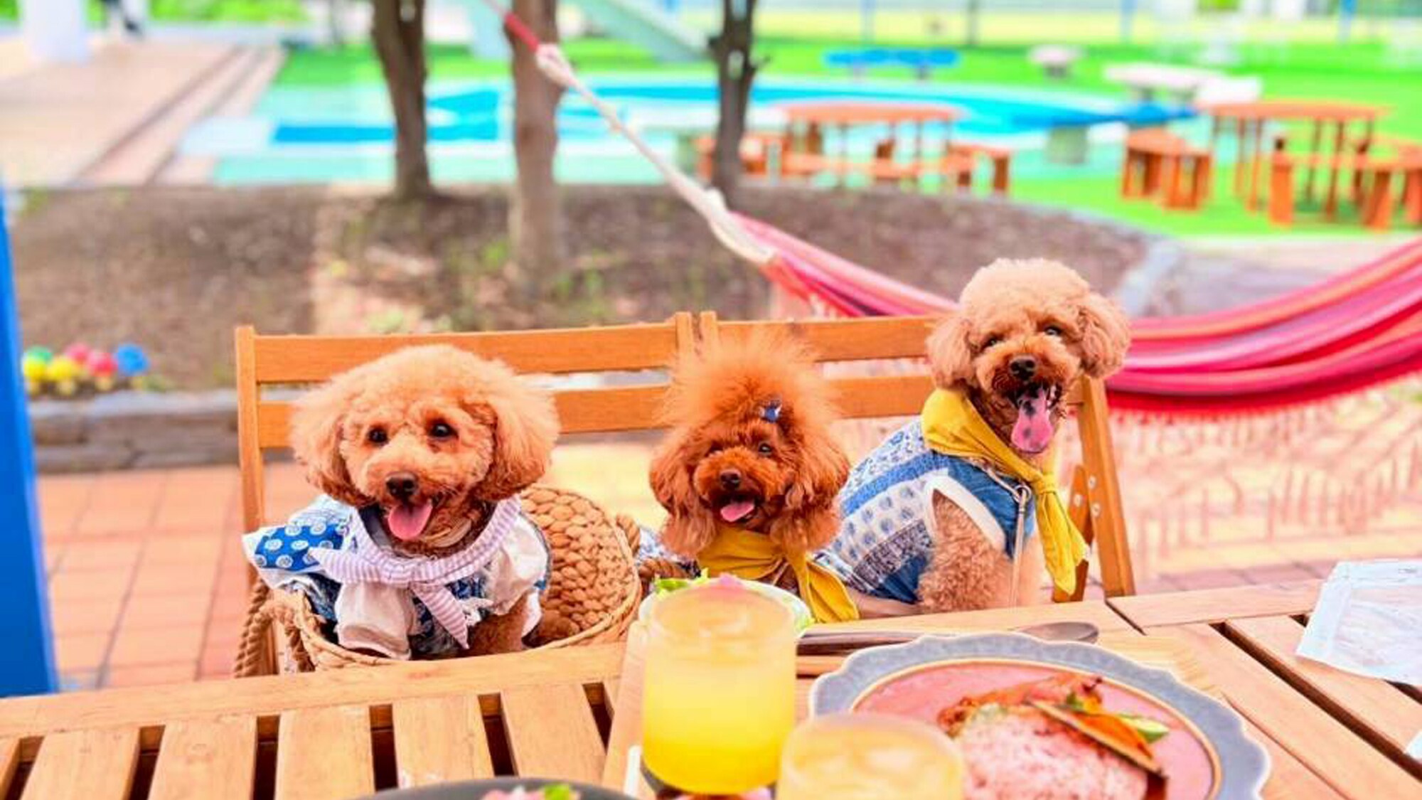 [Cho phép mang theo thú cưng] Bạn có thể mang chó của mình đến khu vực chỗ ngồi ngoài trời của chúng tôi.