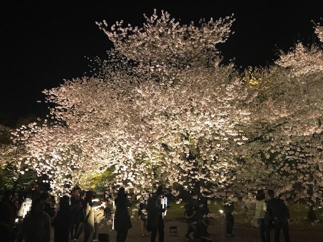 Toji Temple Cherry Blossoms