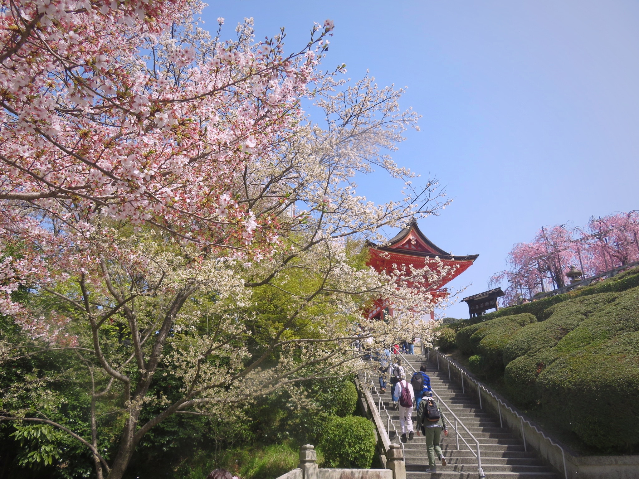 Kiyomizu Temple Sakura