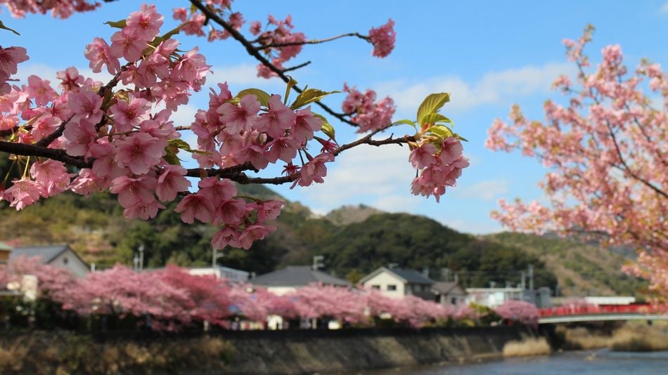 Kawazu cherry blossom viewing is a 15-minute drive from the hotel [held from February 10th to March 10th]