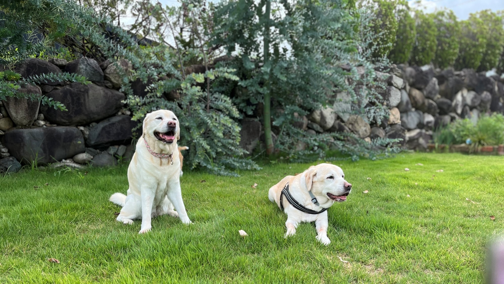 * <Garden House> Dog Run (ตัวอย่าง) คุณสามารถพาน้องหมาของคุณไปพักได้! เรายังมีกรงสำหรับสุนัขตัวใหญ่ให้เลือกด้วย