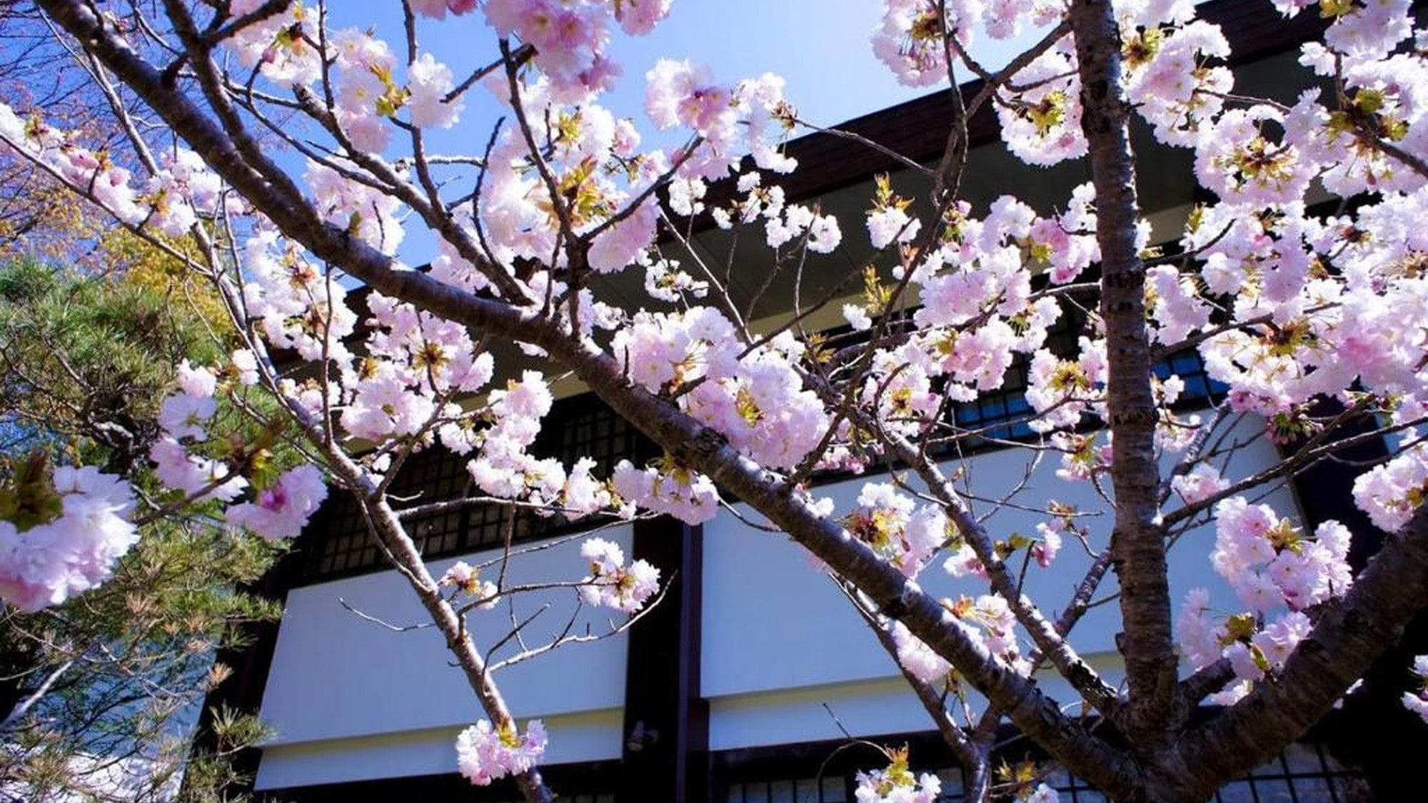 cherry blossoms