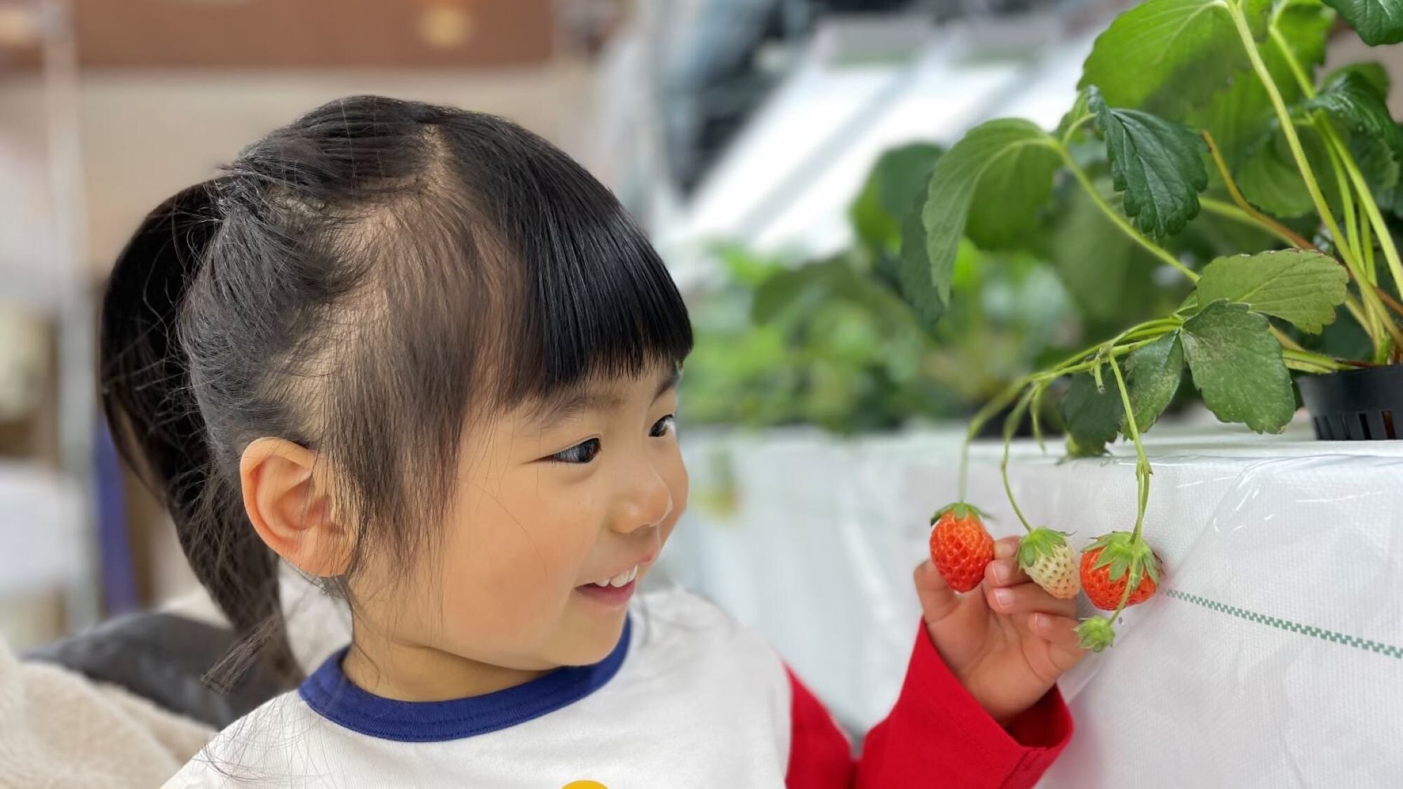 ホテルでいちご狩り♪