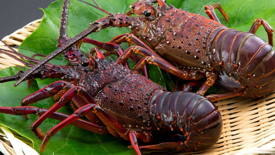 Enjoy live, freshly prepared spiny lobster.