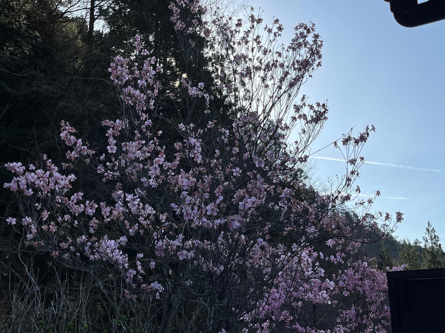 17703830-6C90-4682-9F45-6EE31E7D071A.jpeg