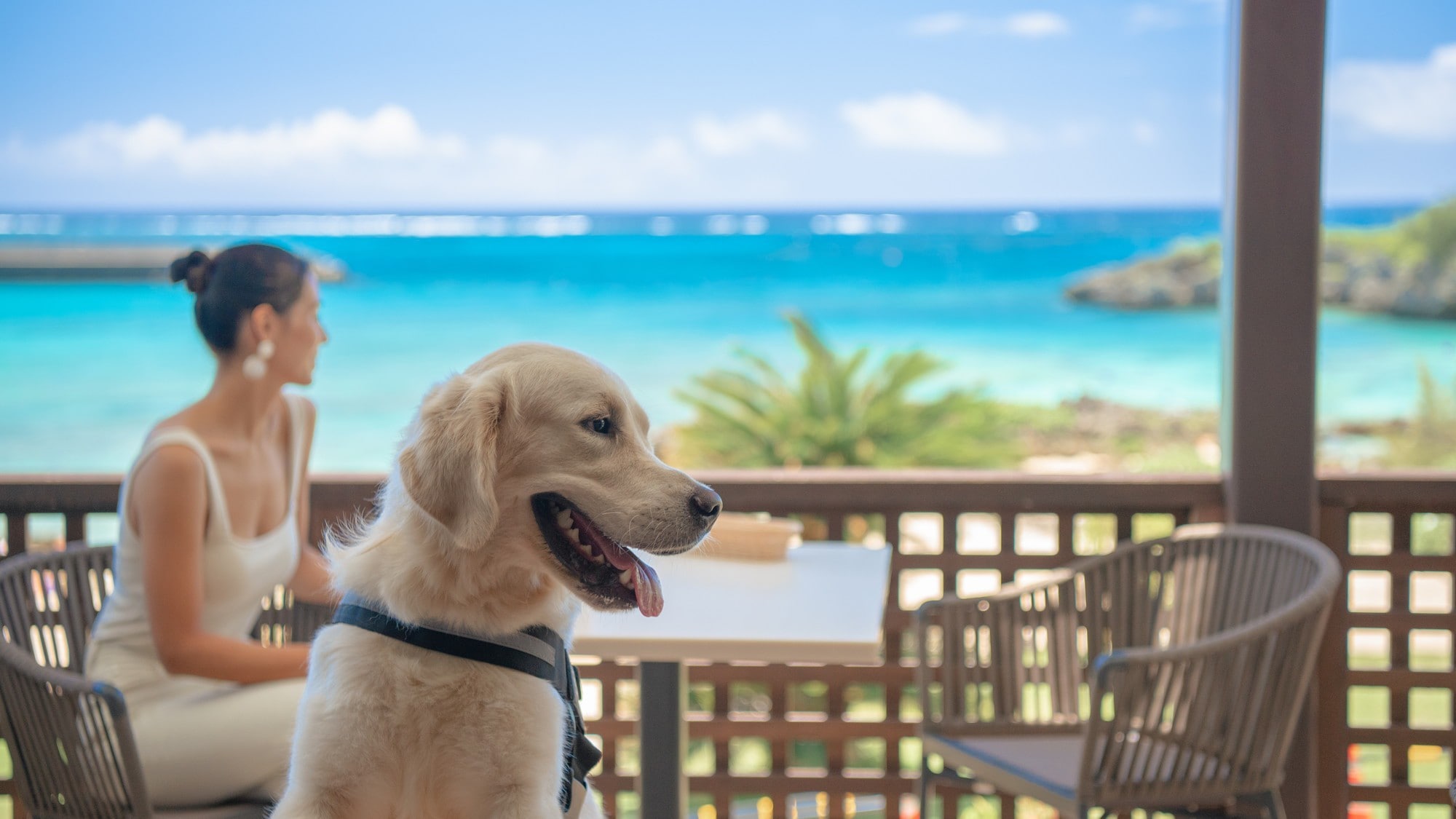 [Gedung Utama / Kamar Ramah Anjing] Anda dapat bersantai dengan anjing Anda di teras.
