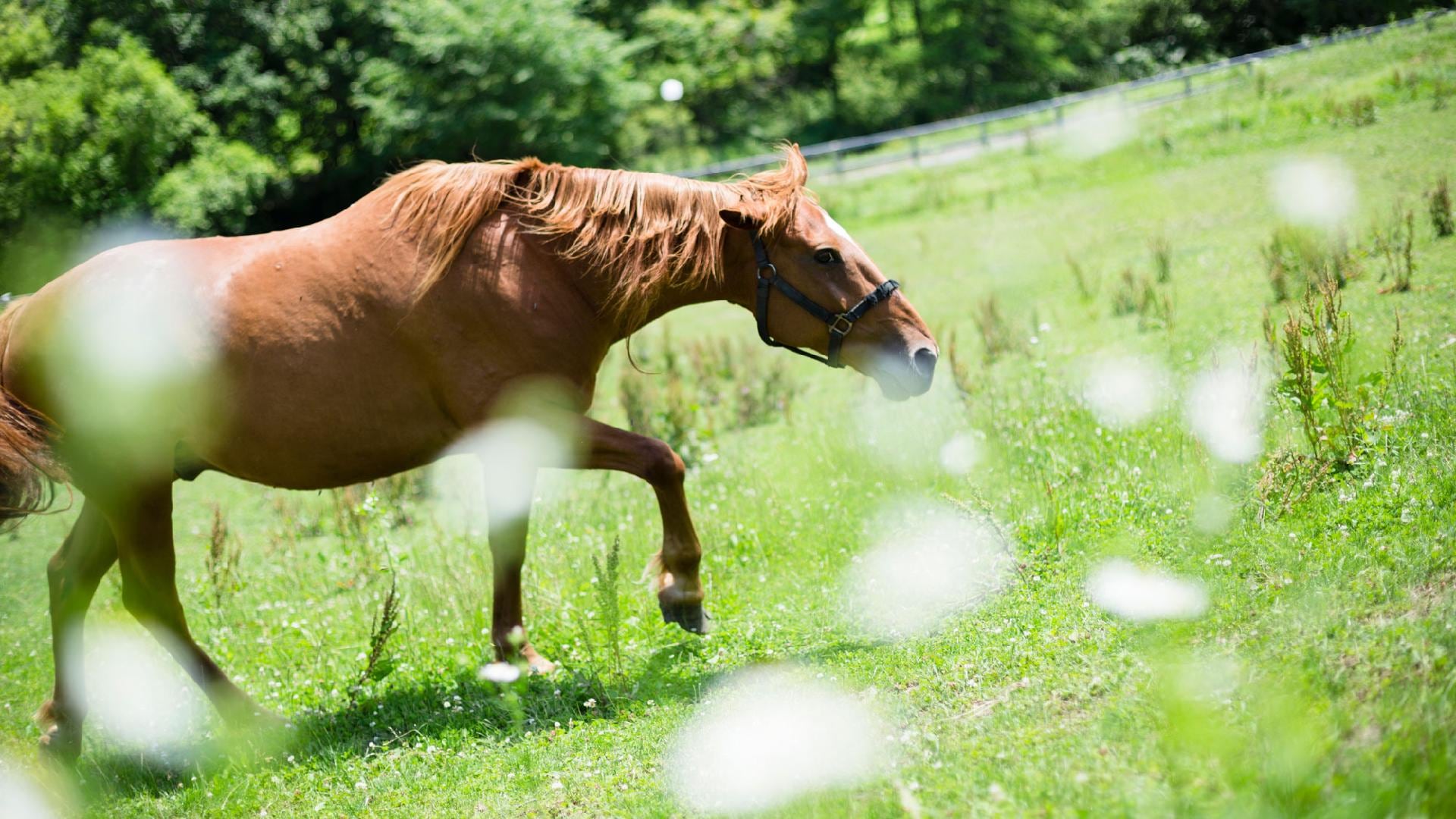 [Outside scene] Horses spending leisurely