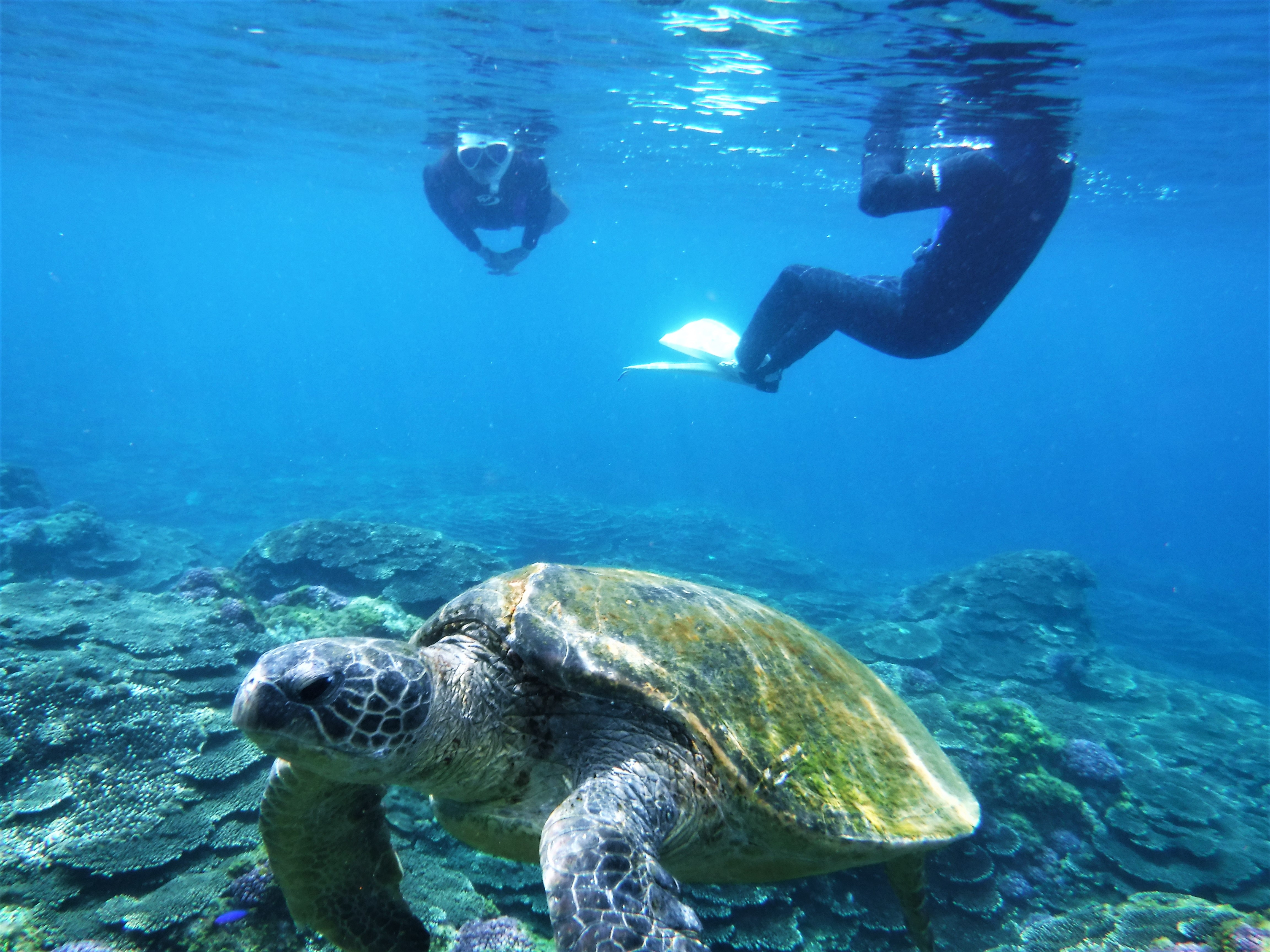 Get up close and personal with sea turtles