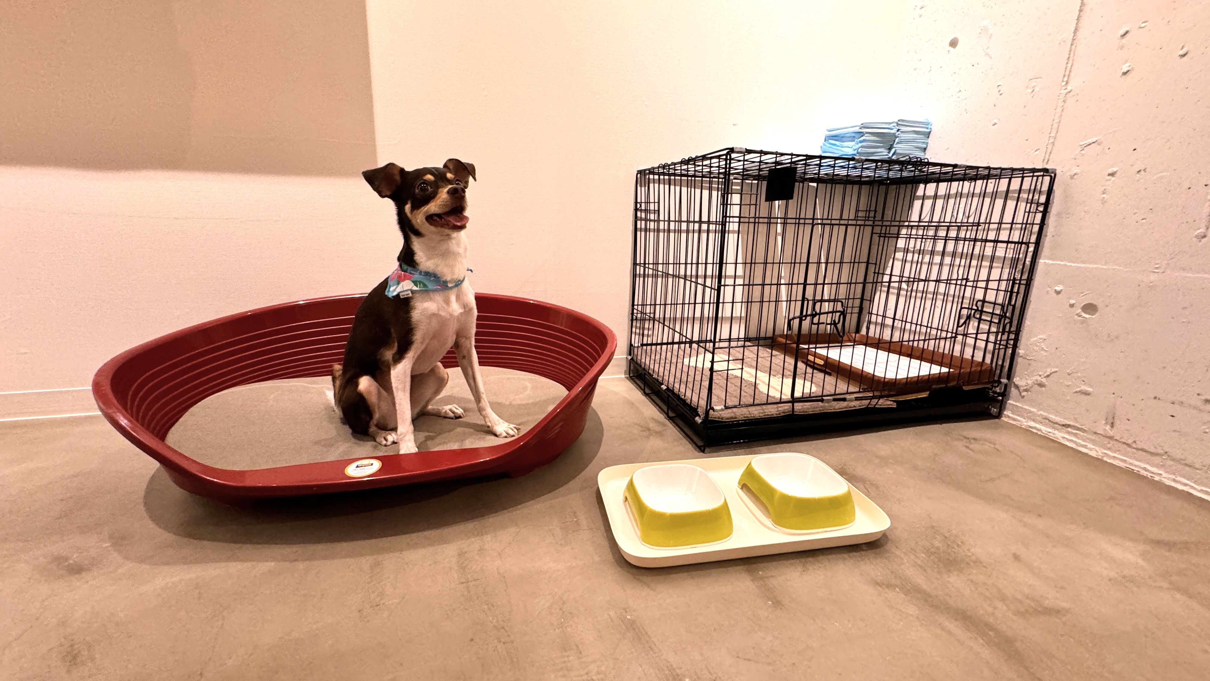 [Pet-friendly room] Triple room/pet dog set