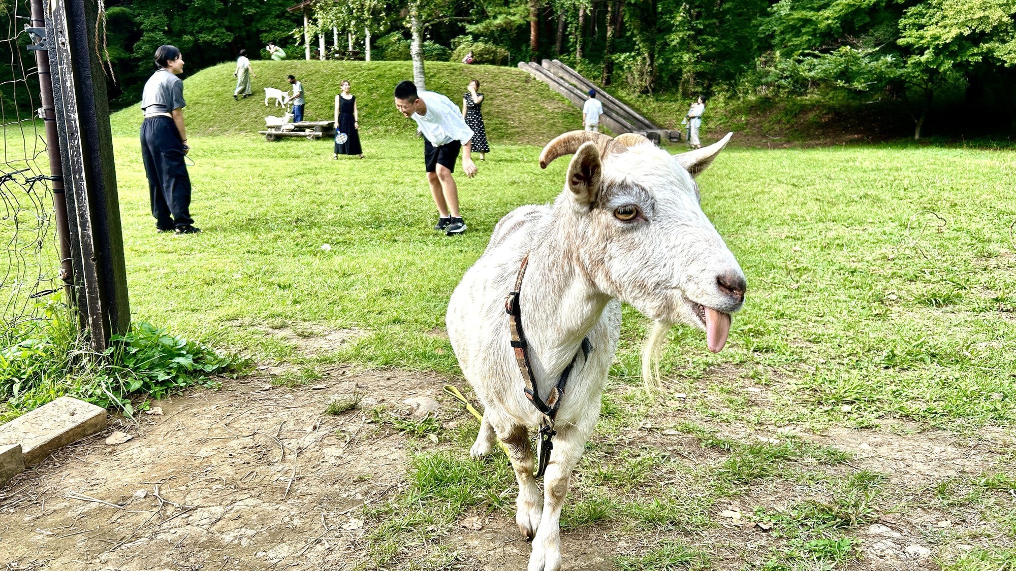 Goat walking experience