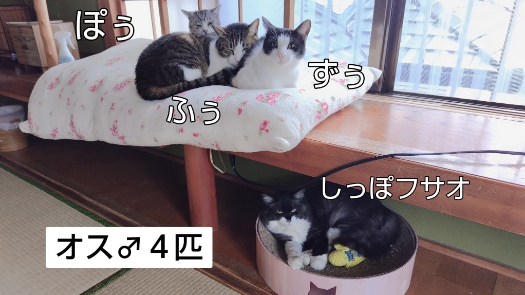 猫杖