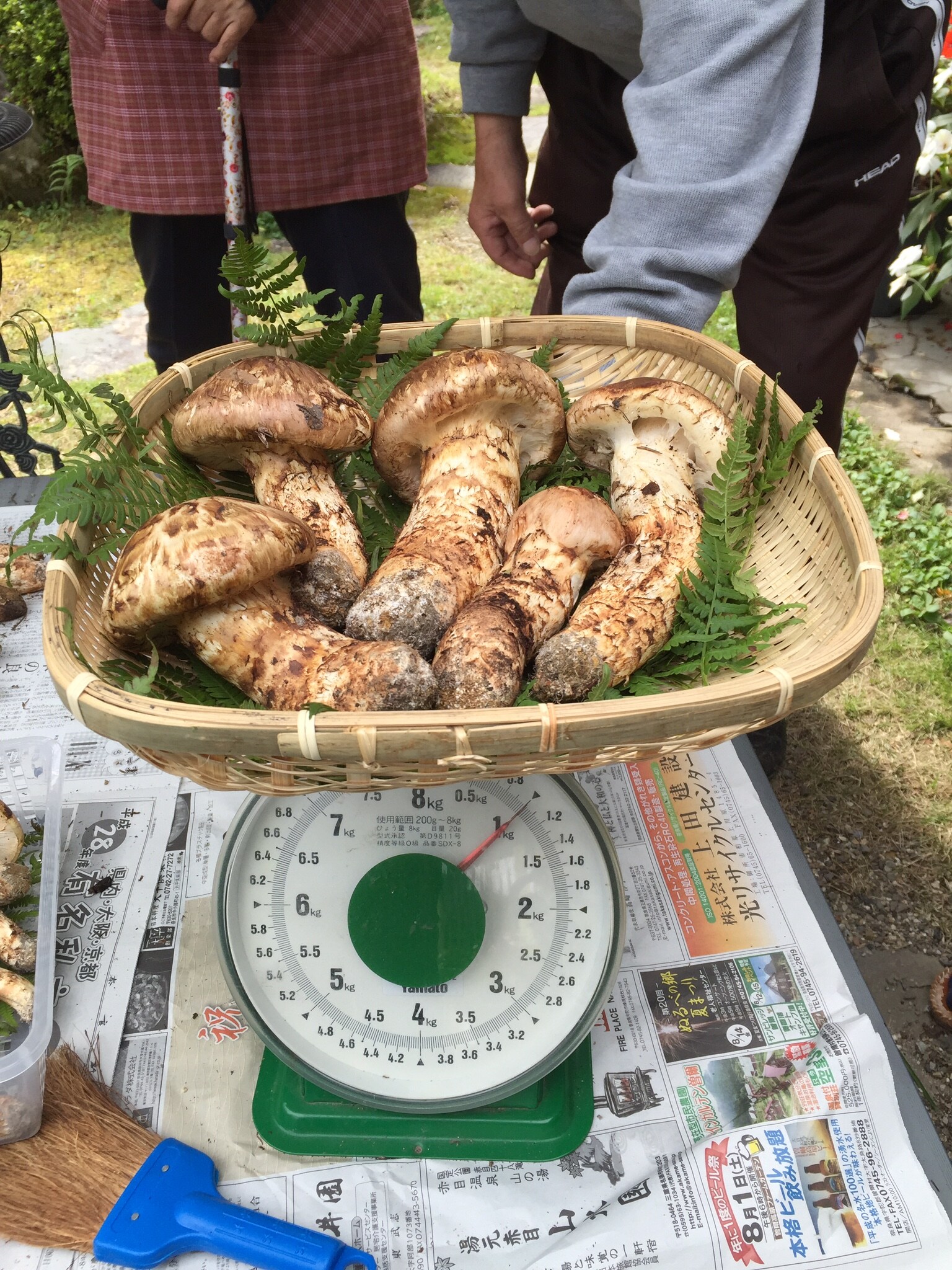 Matsutake mushrooms in Nosegawa village
