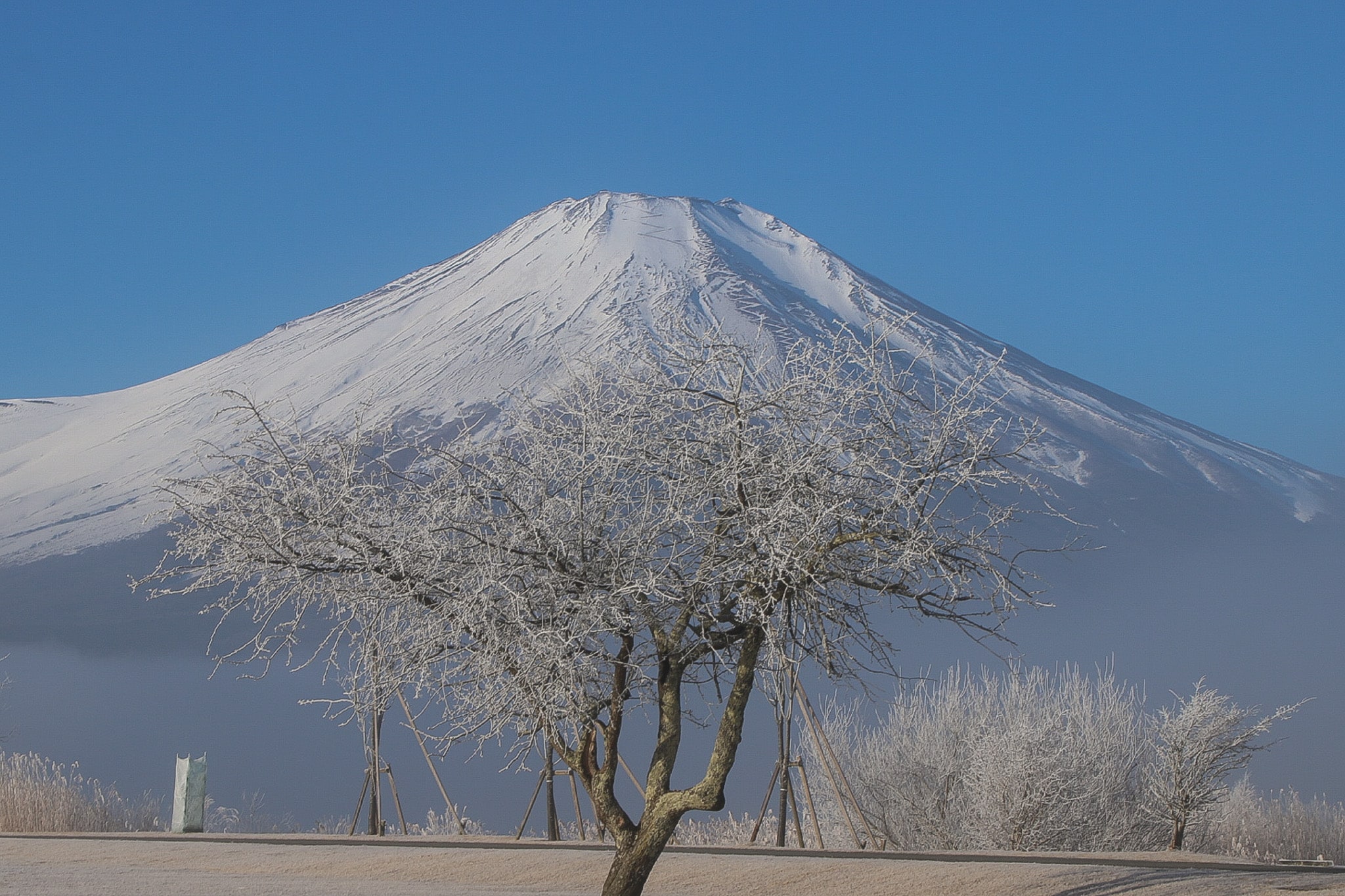 Yamanakako Hoarfrost